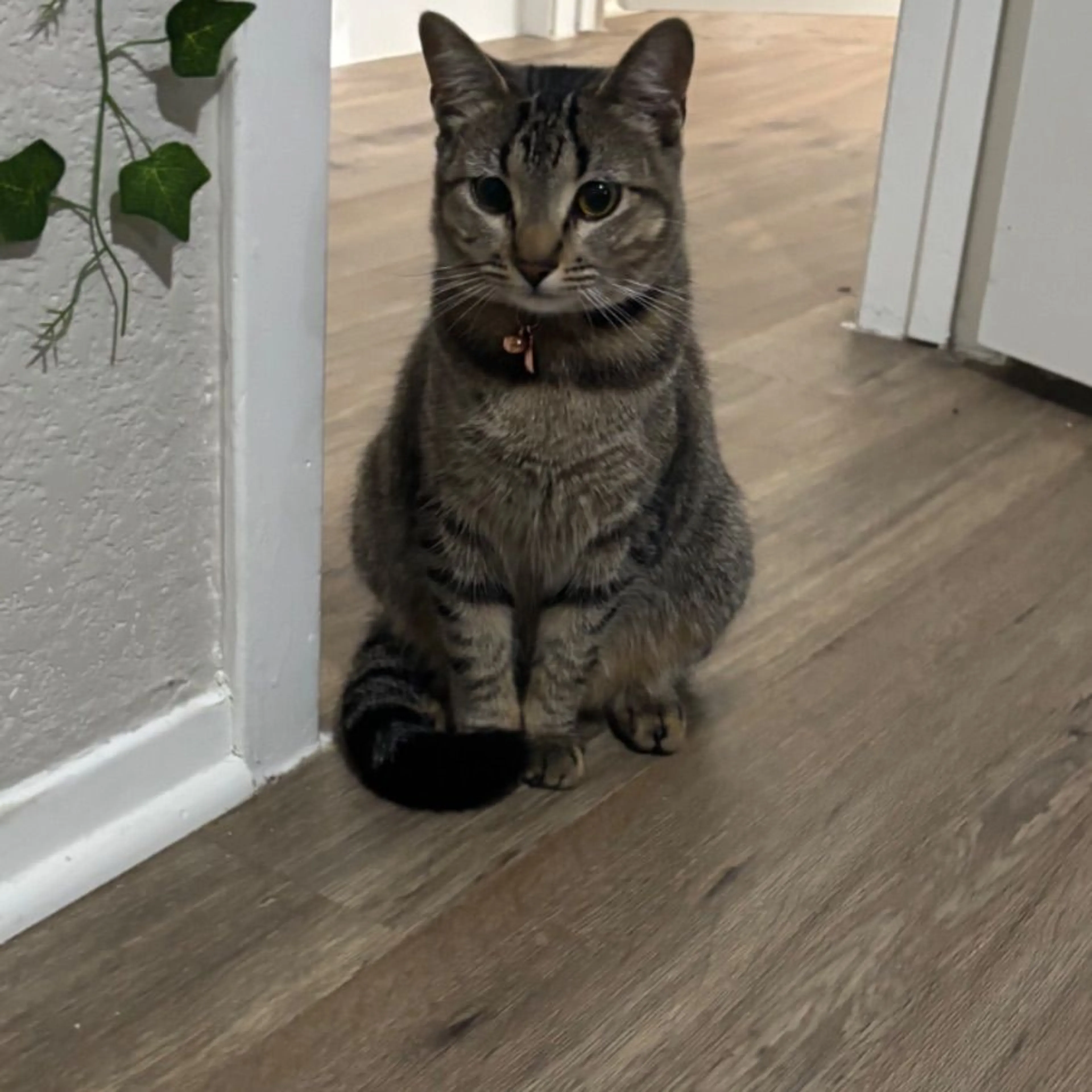Lost pet