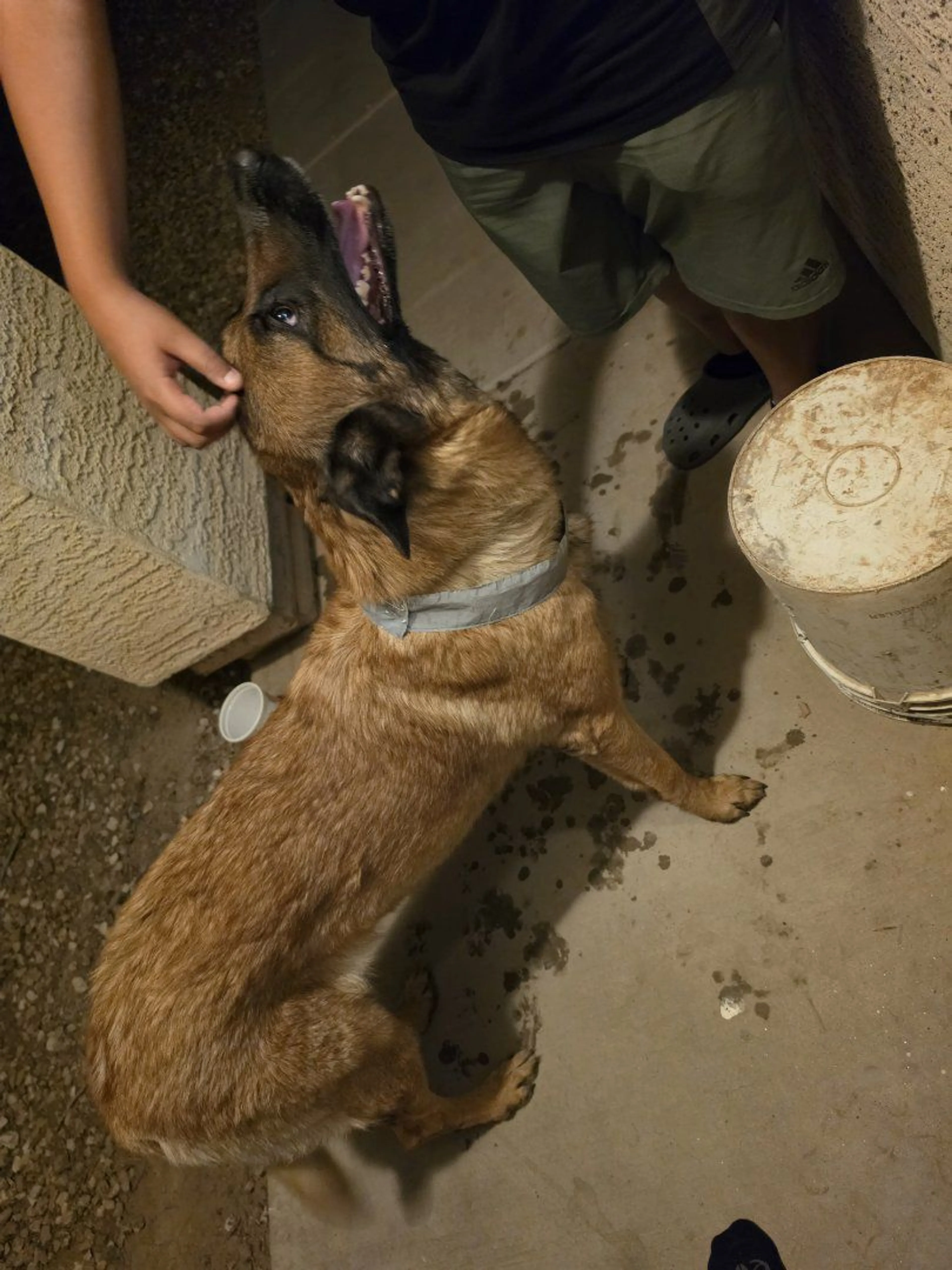 Lost pet-1