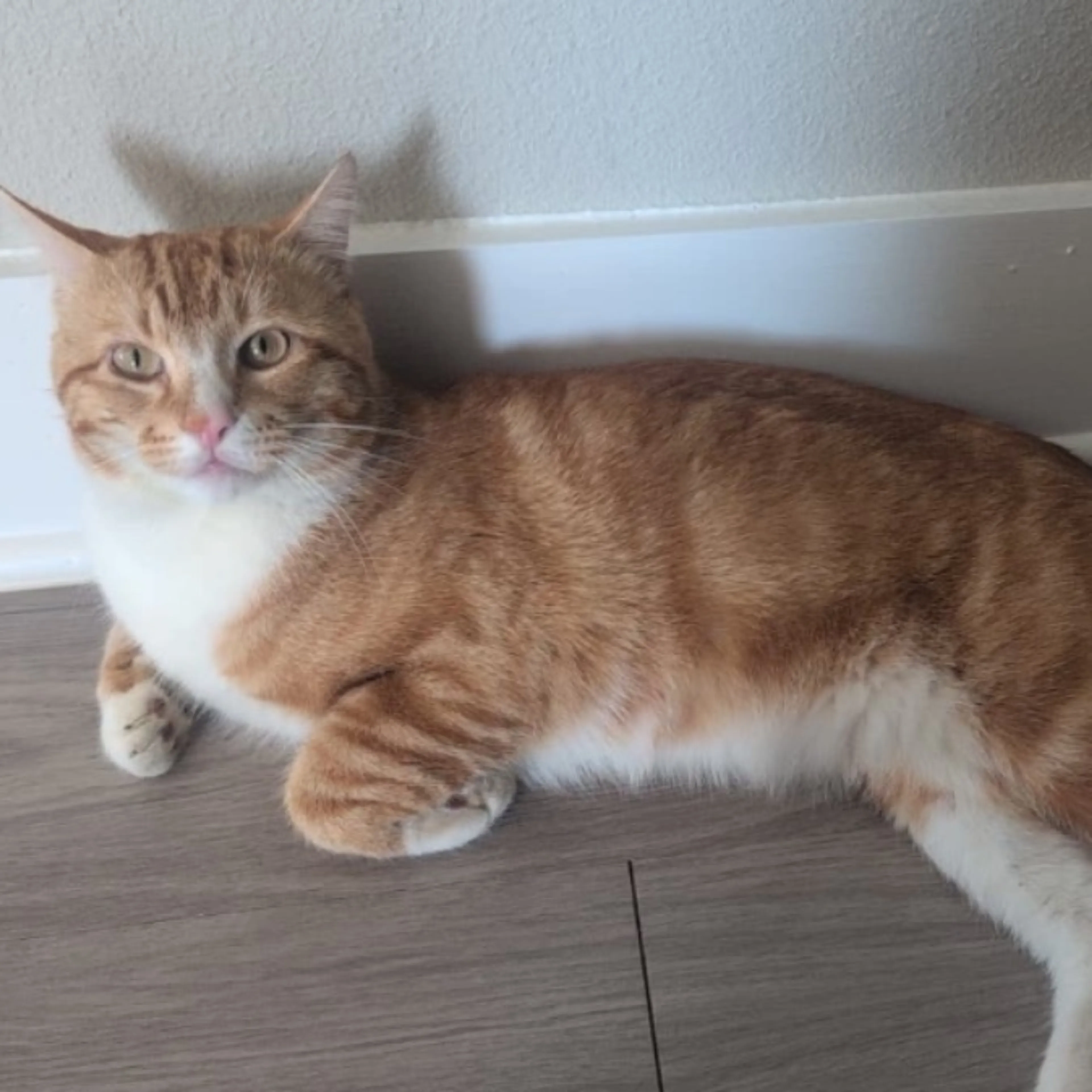 Lost pet-0