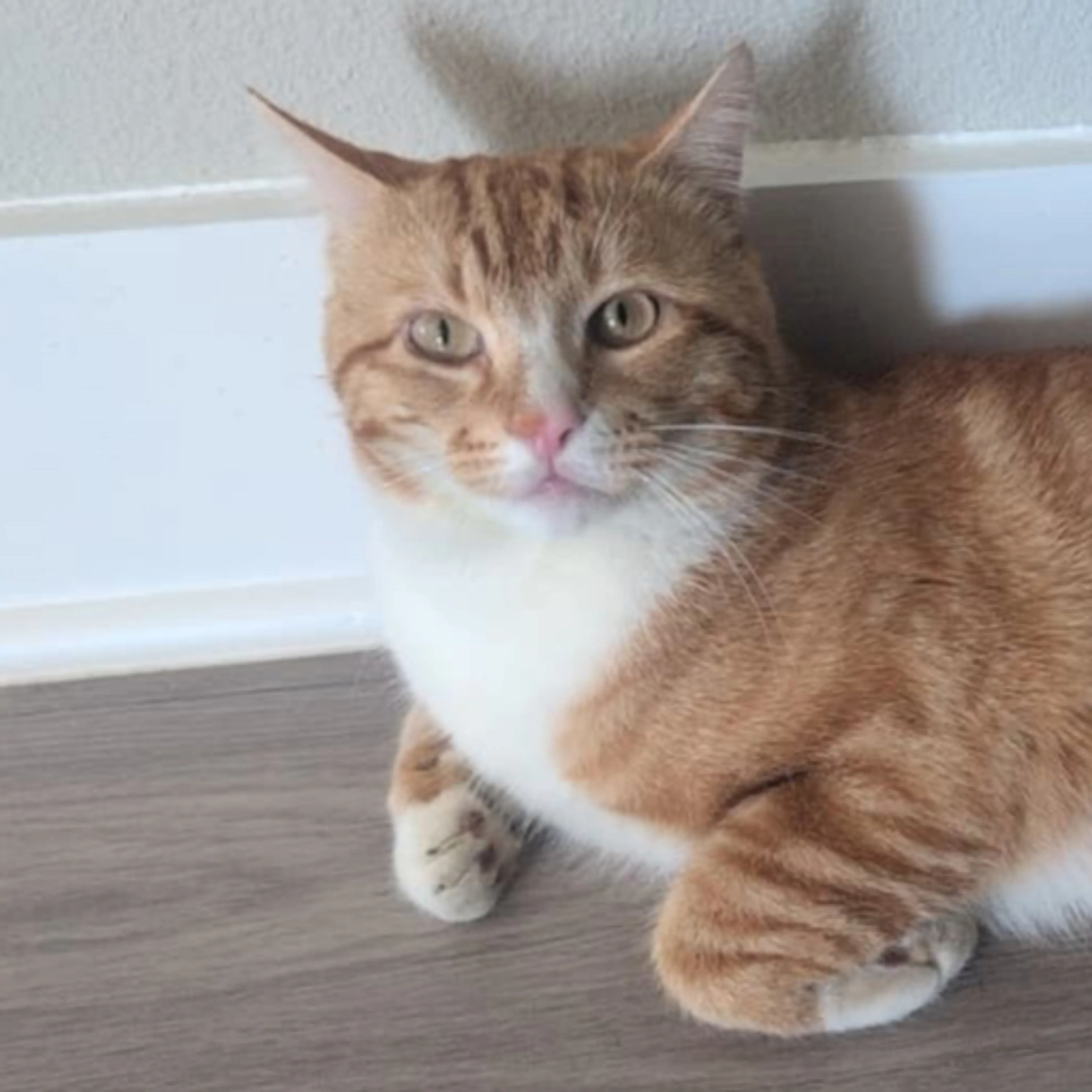 Lost pet-2