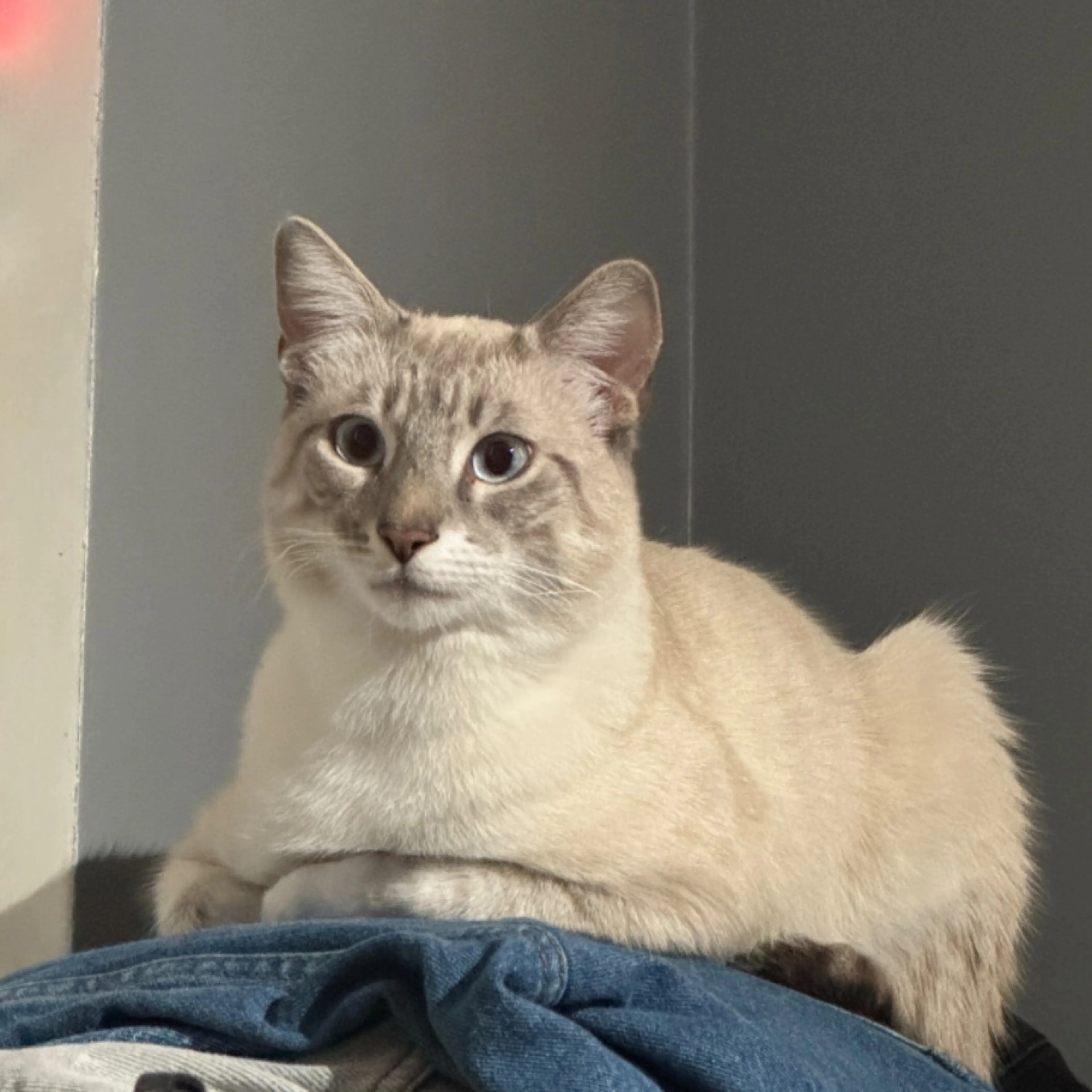 Lost pet
