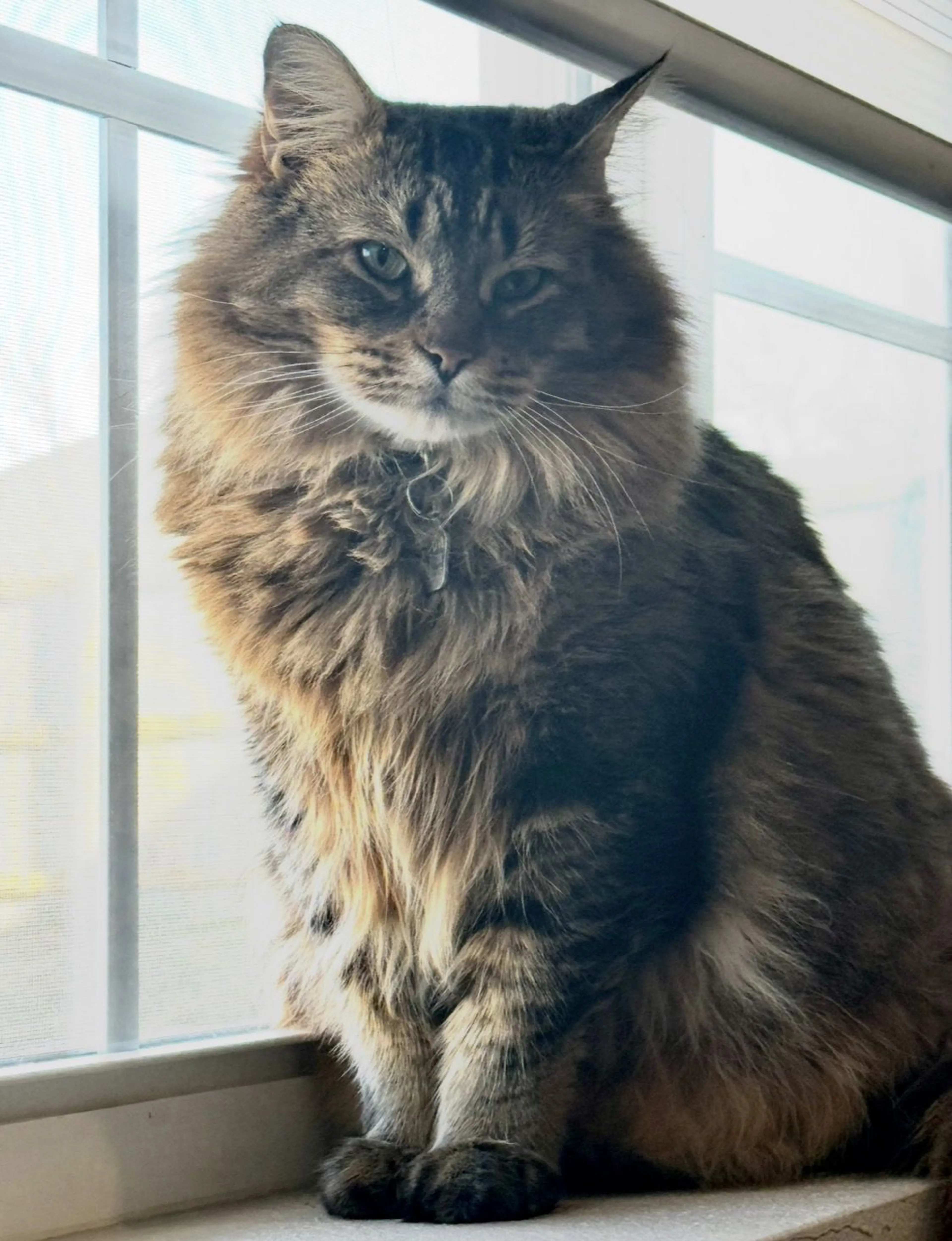 Lost pet-0