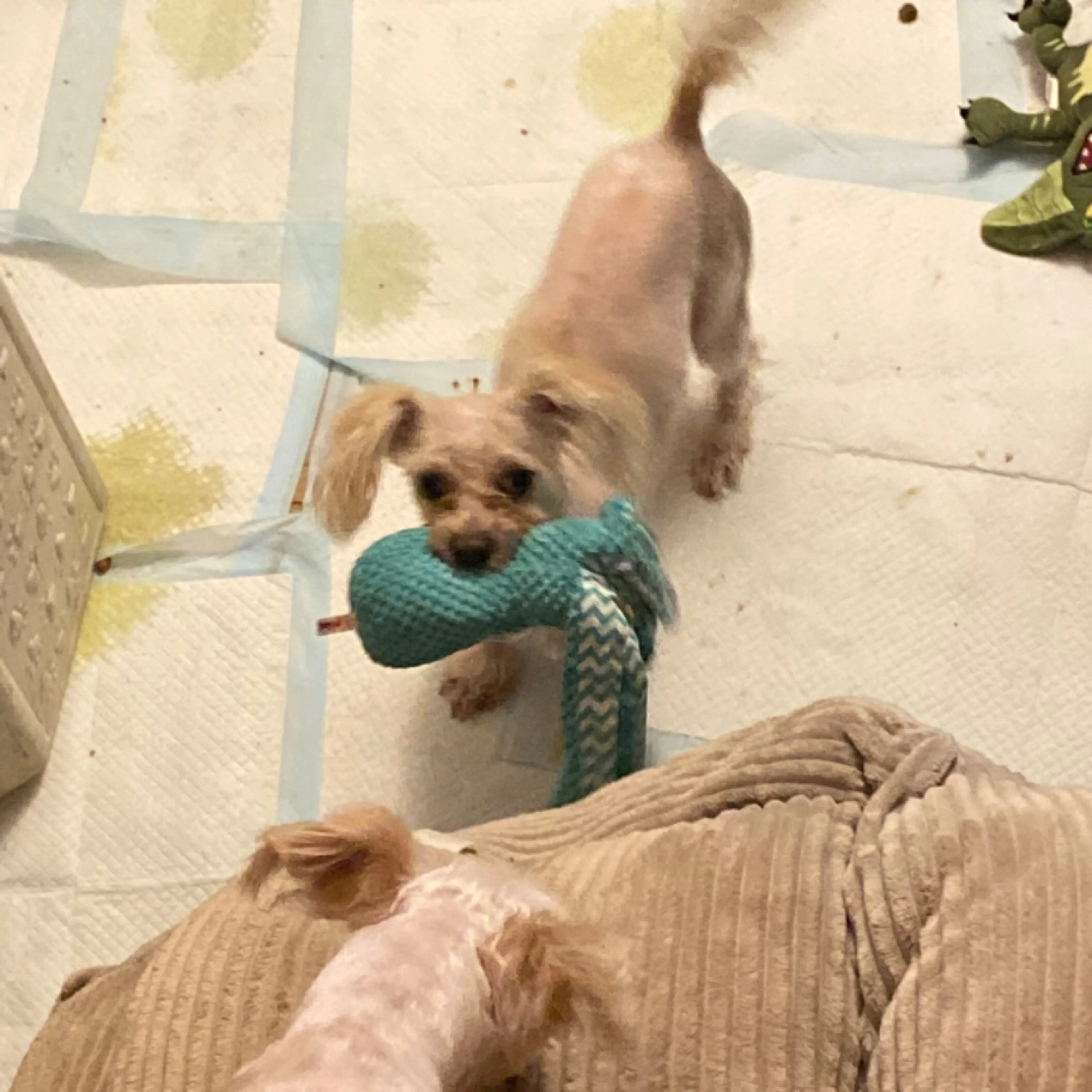 Lost pet