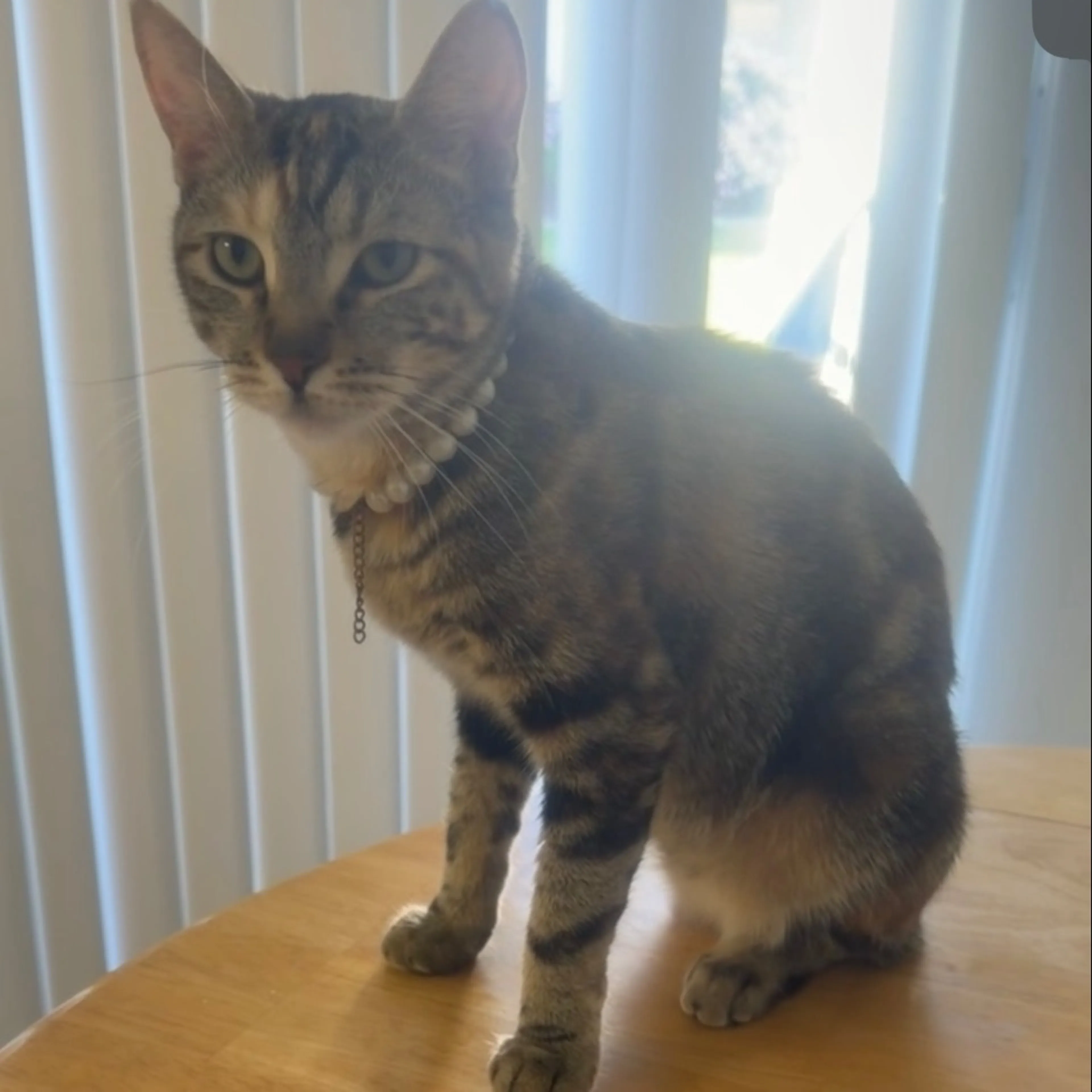 Lost pet