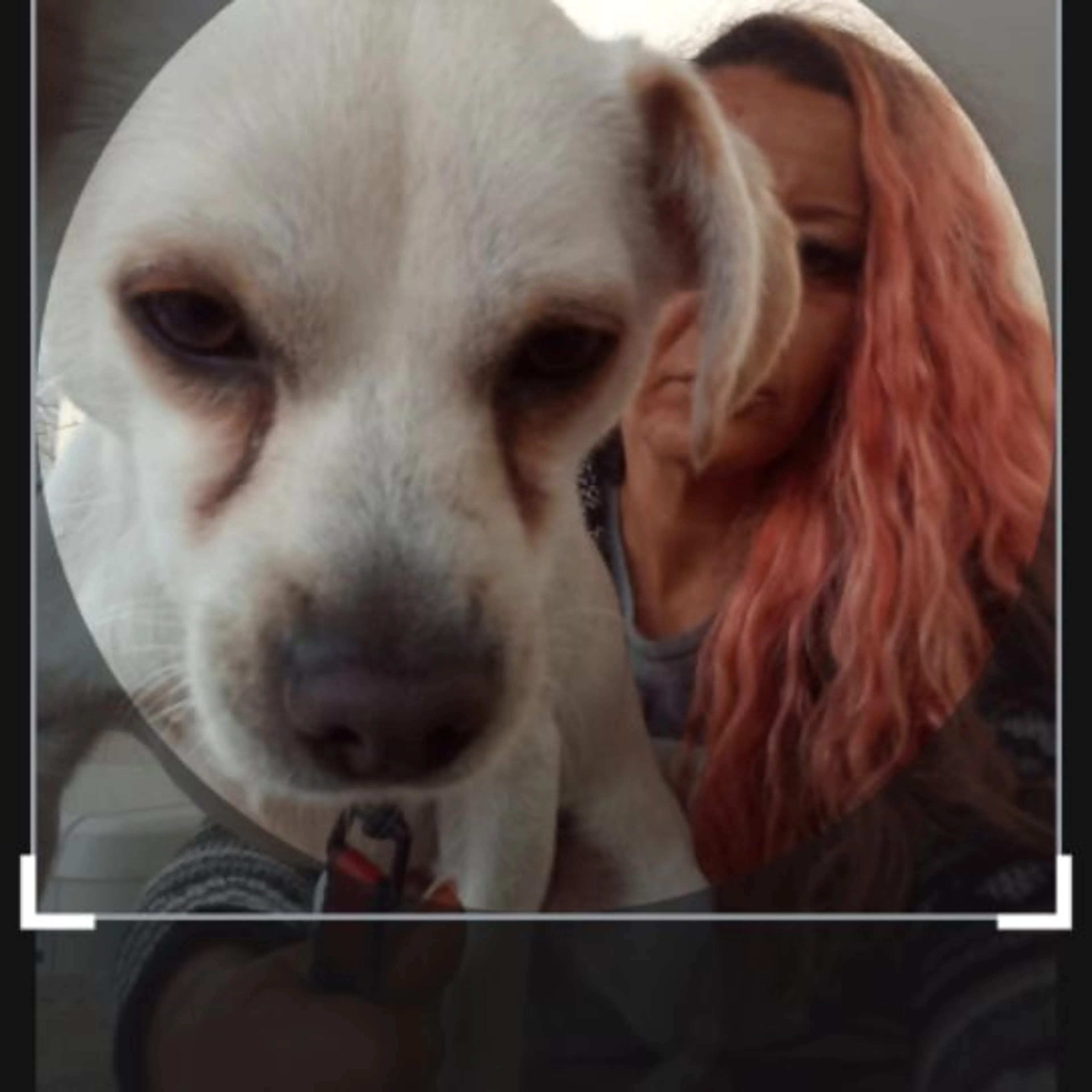 Lost pet-0