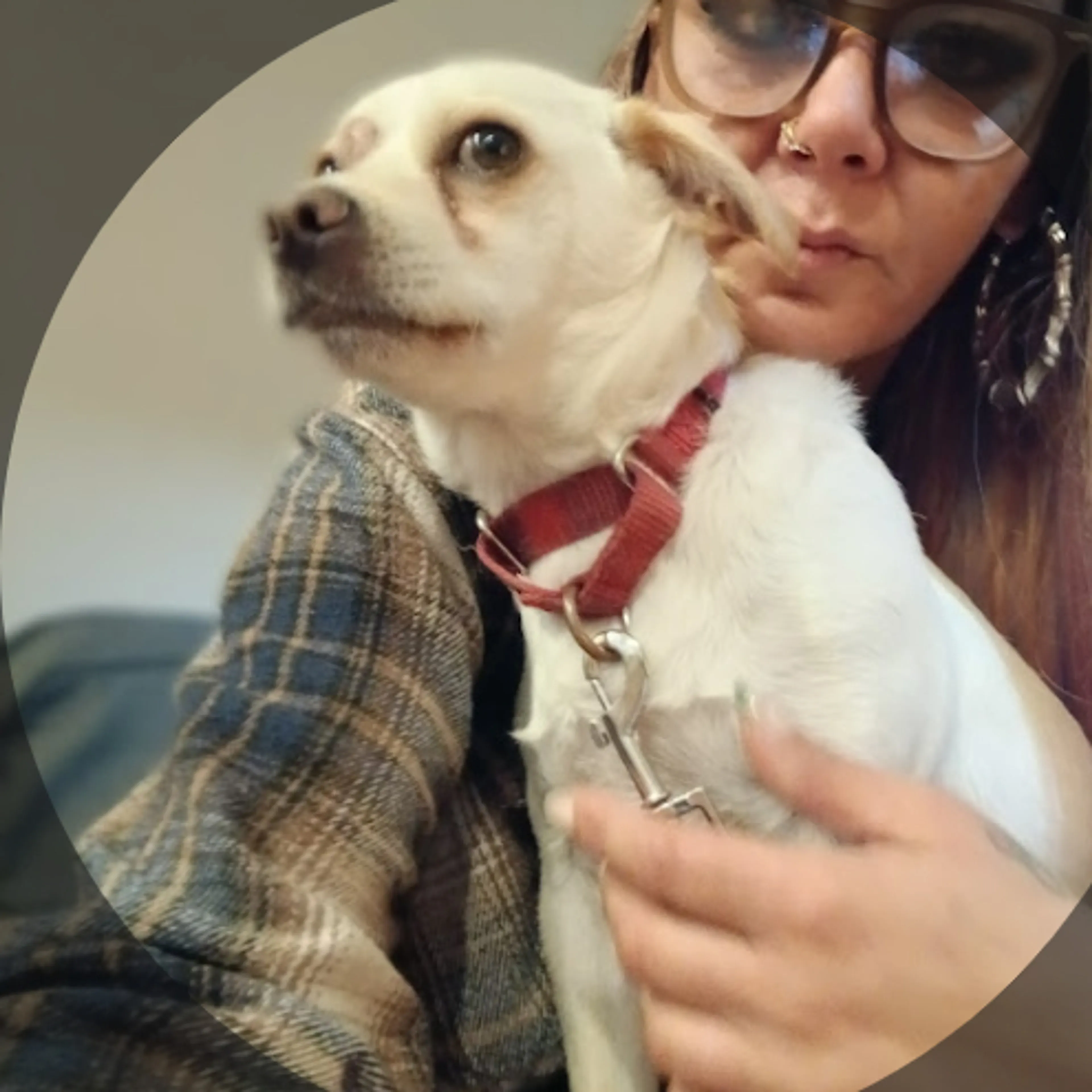 Lost pet-1