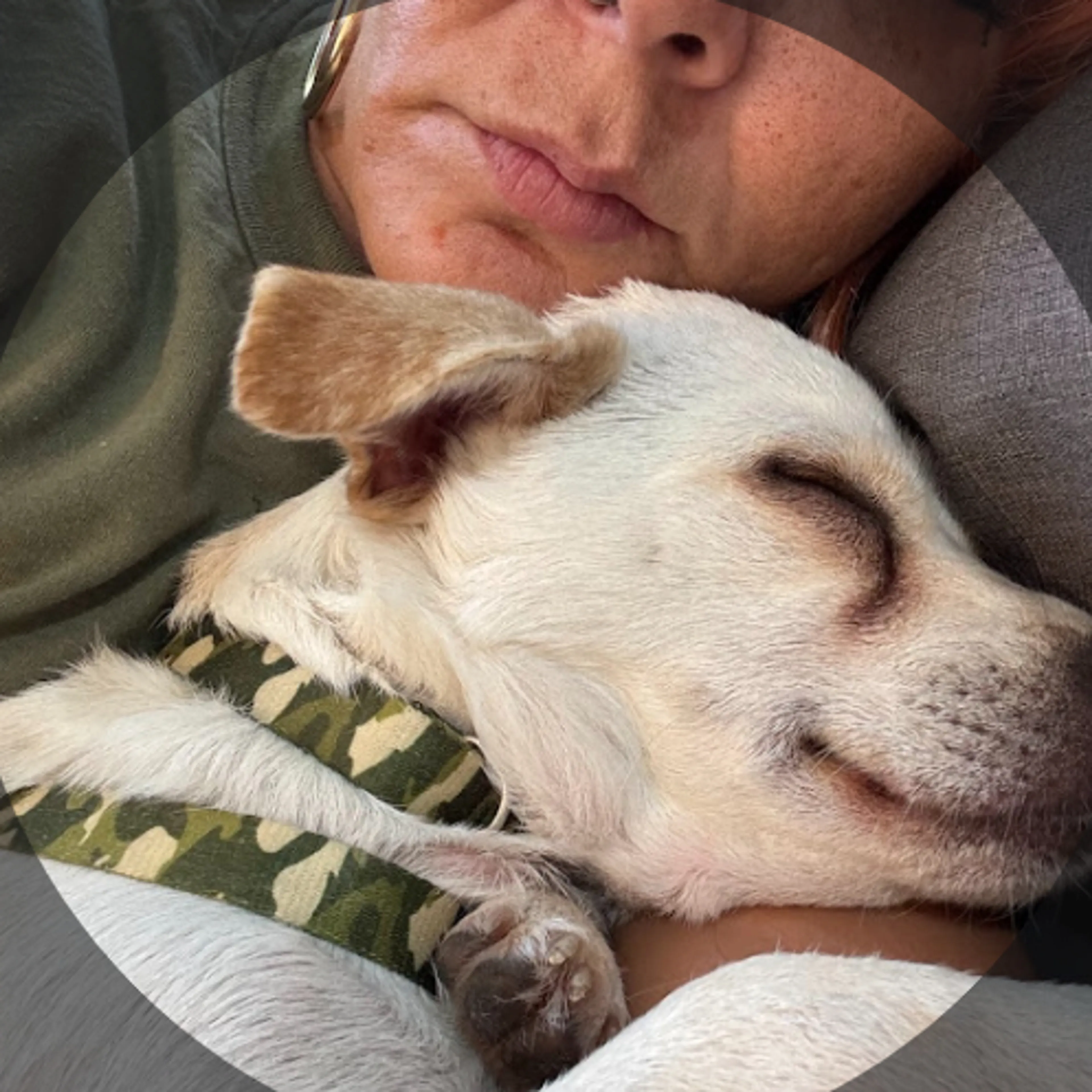 Lost pet-3