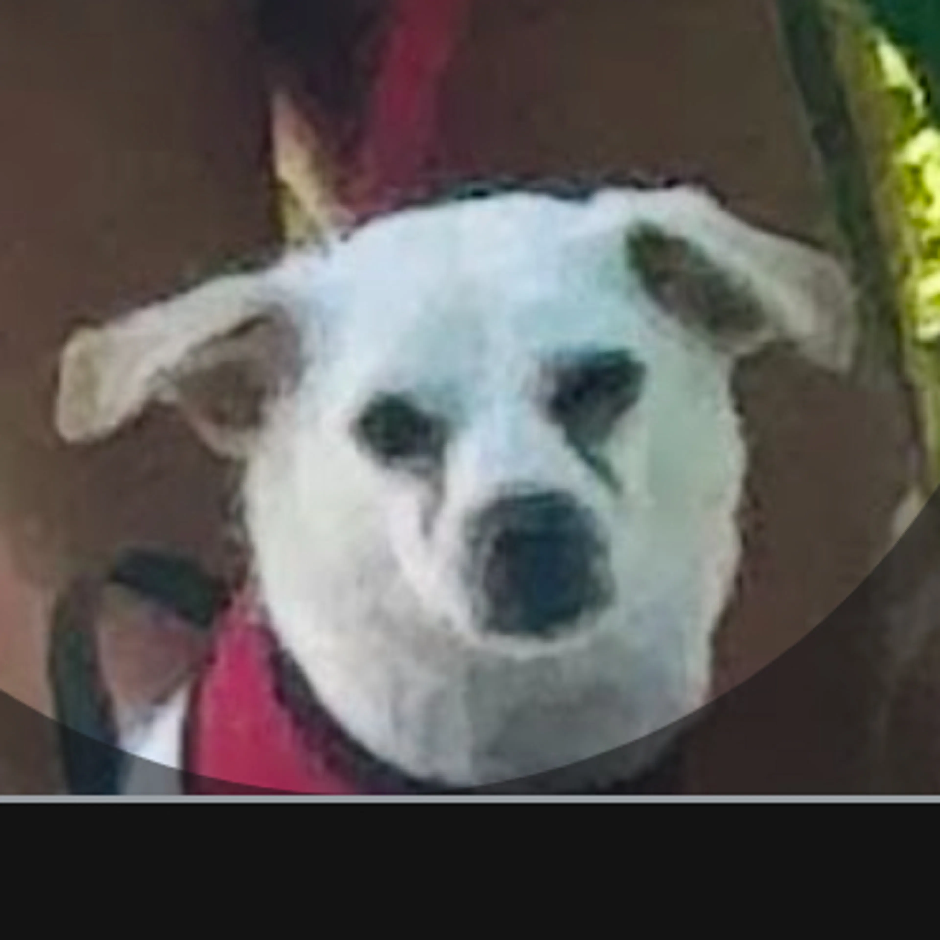 Lost pet-2