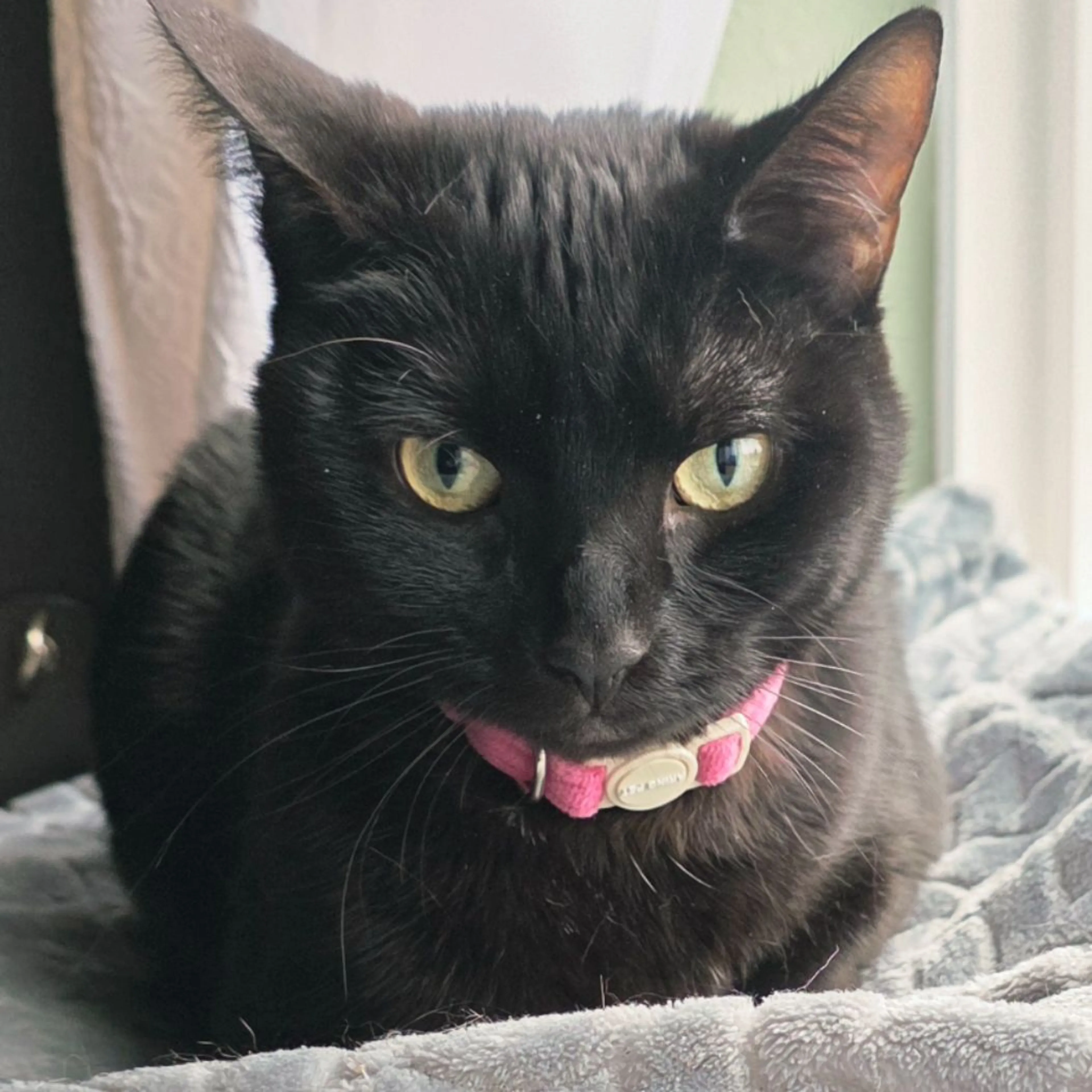 Lost pet