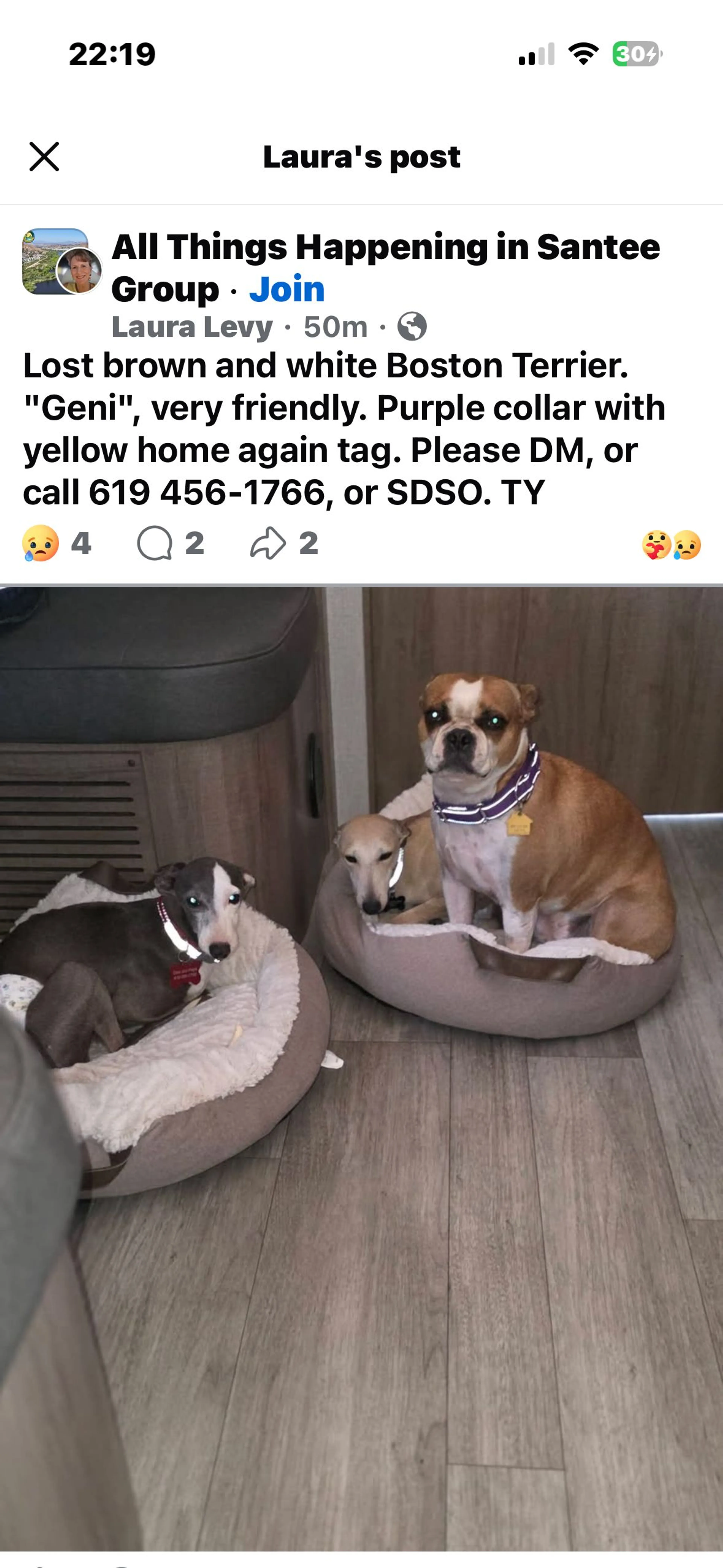 Lost pet-1