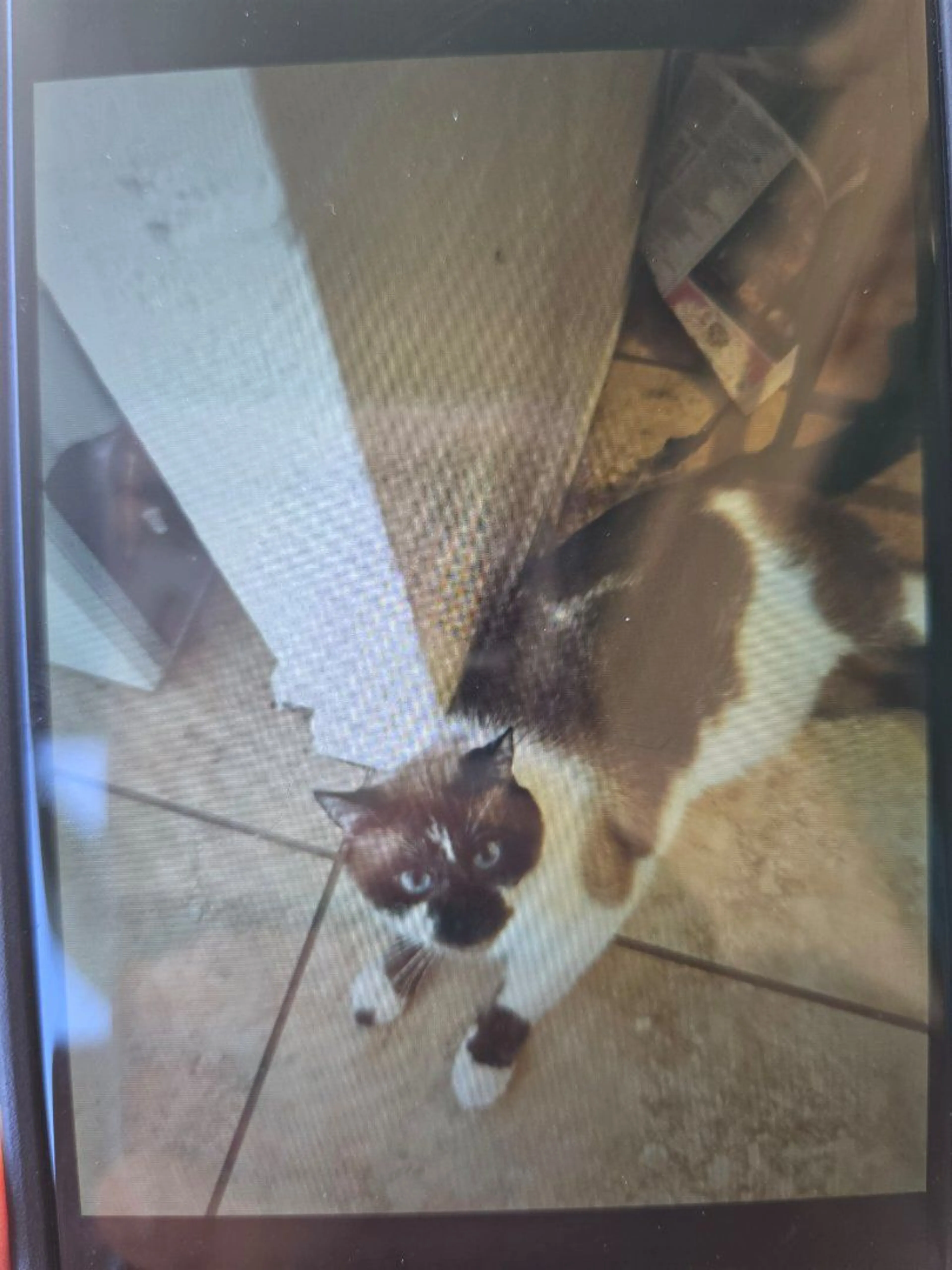 Lost pet