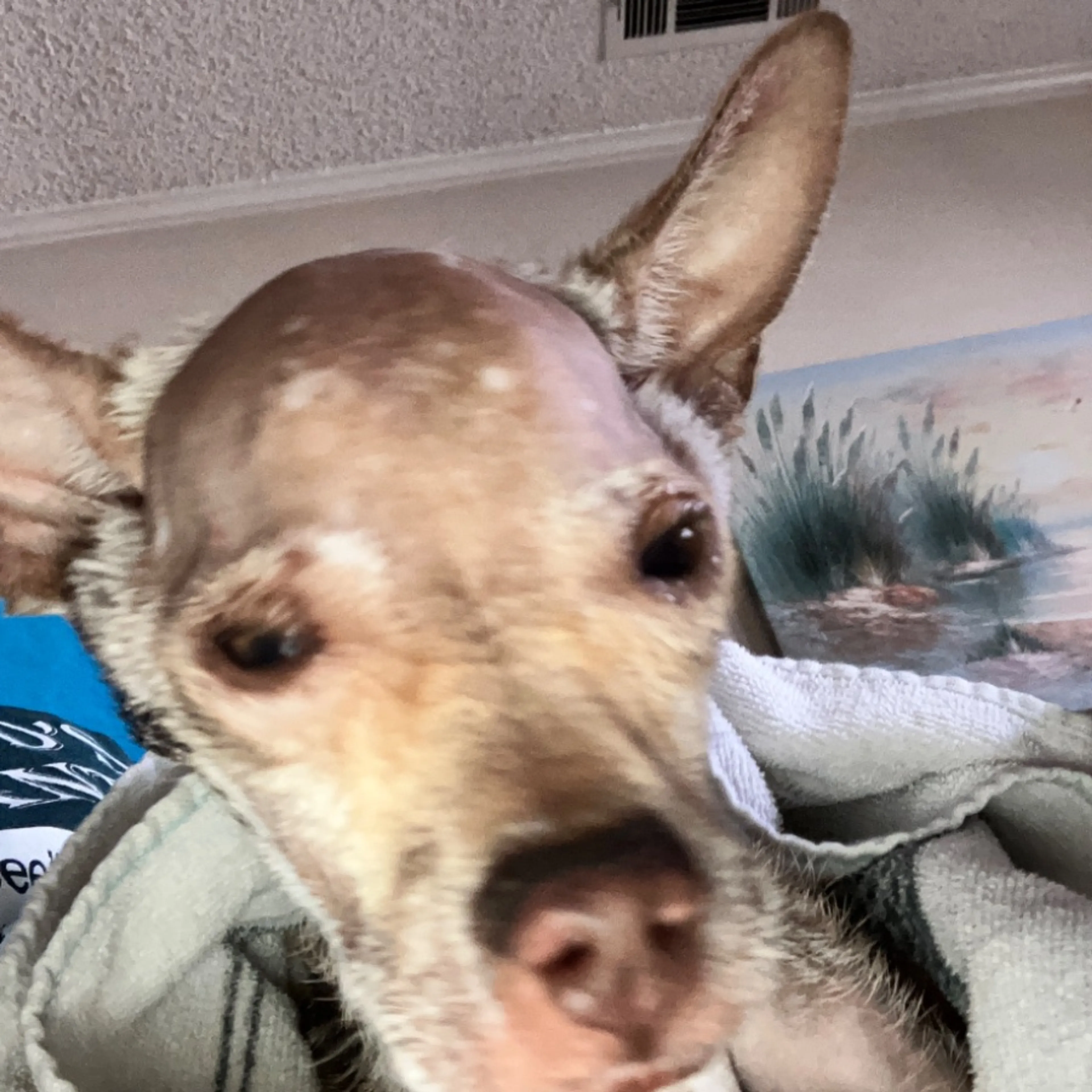 Found pet