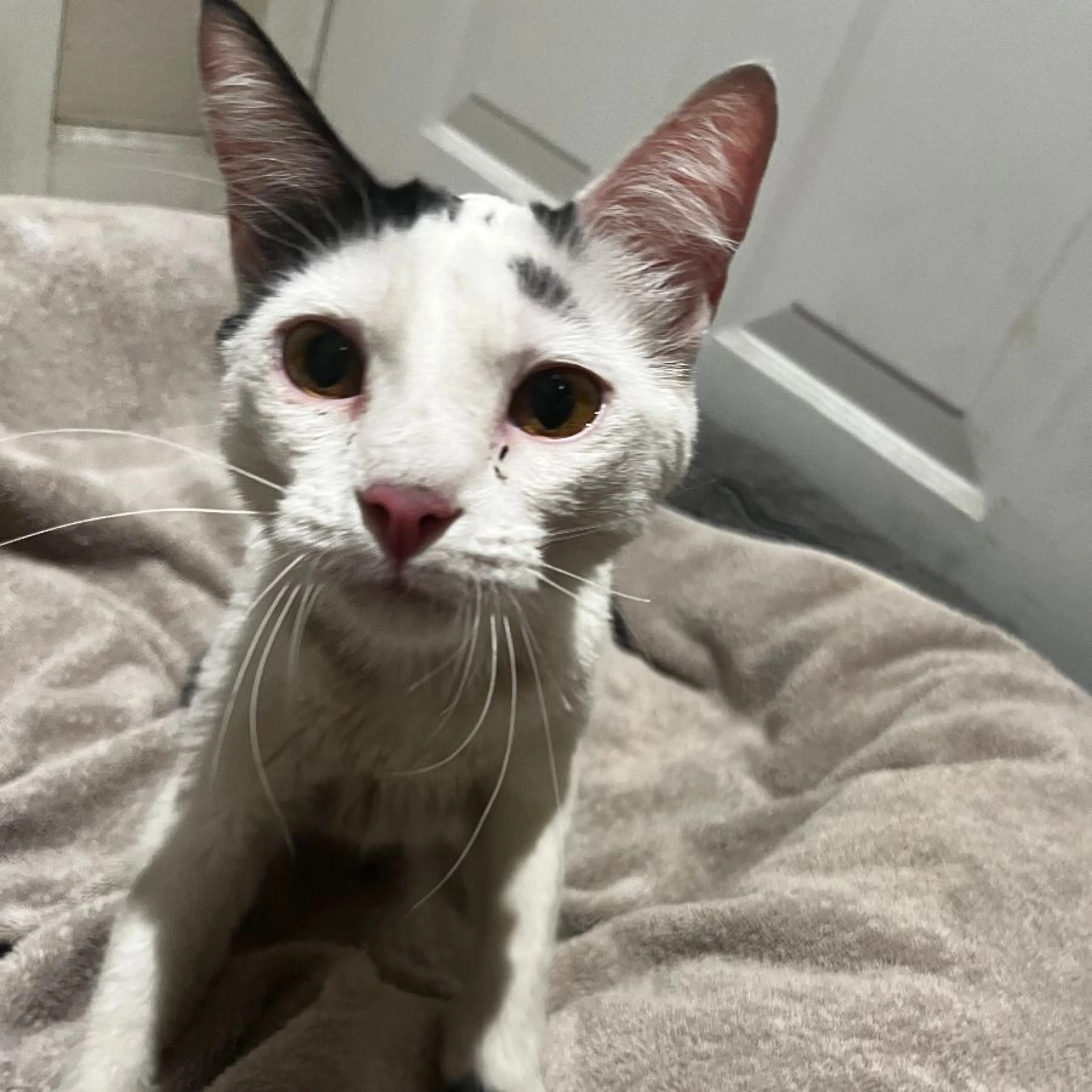 Found pet