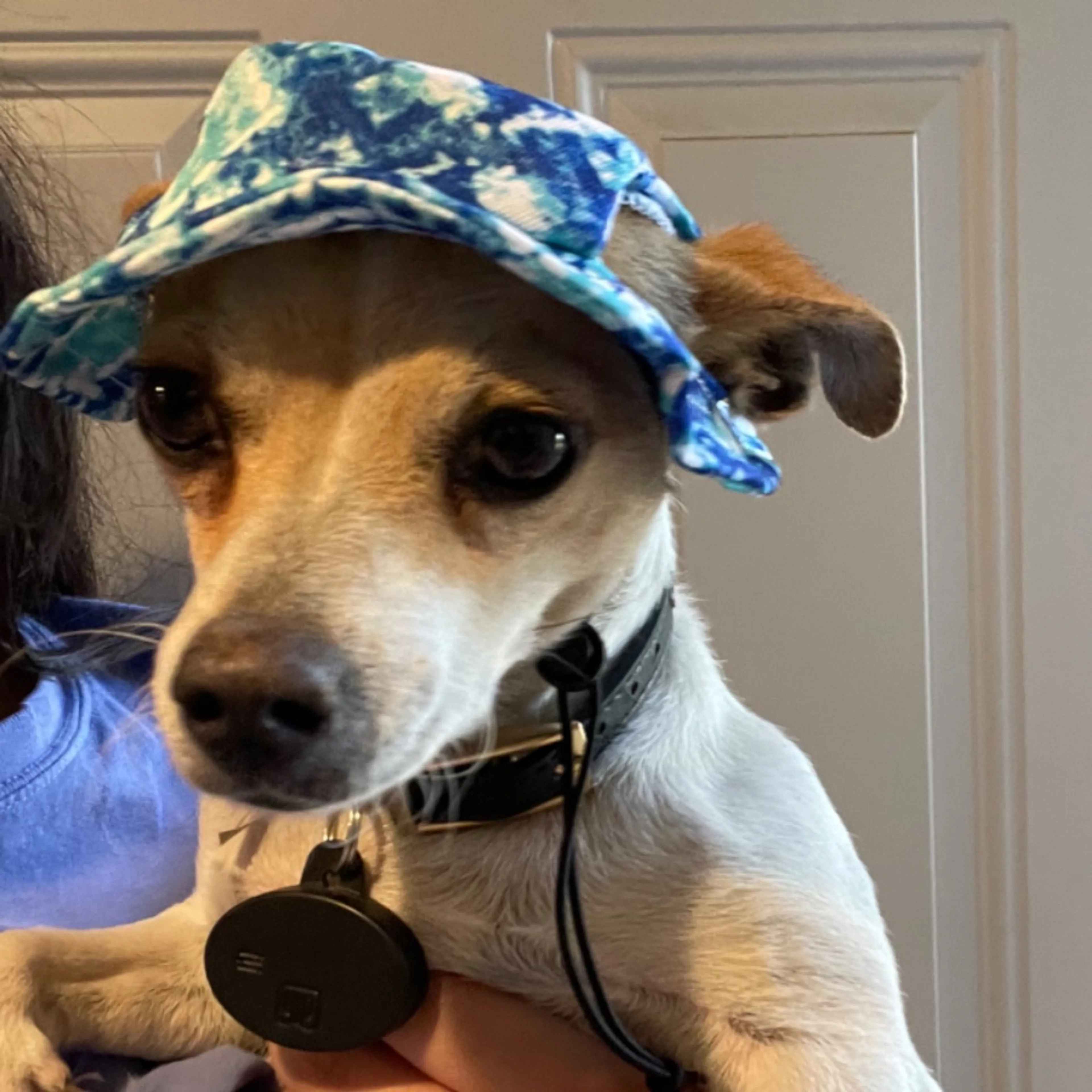 Lost pet