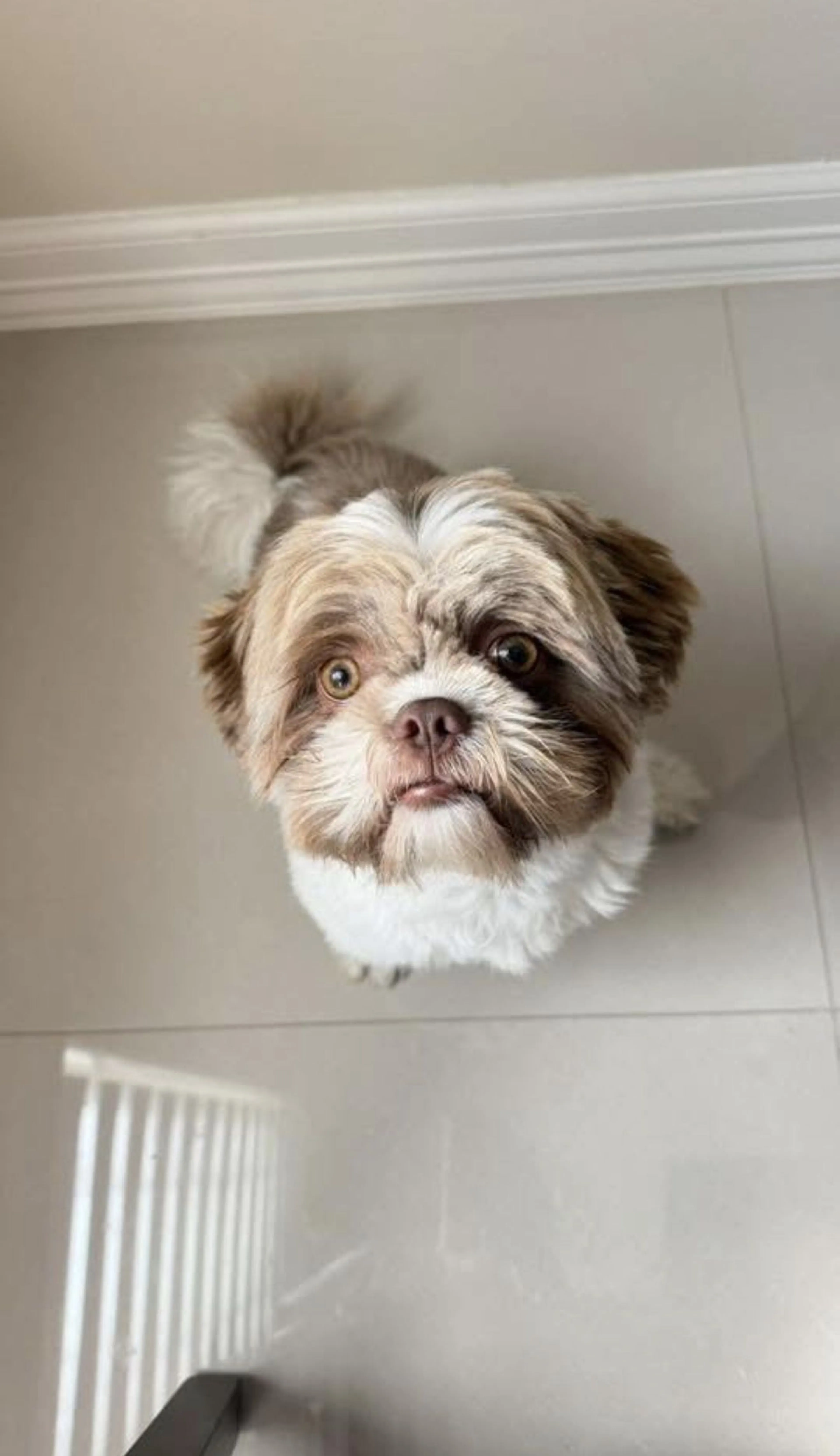 Lost pet