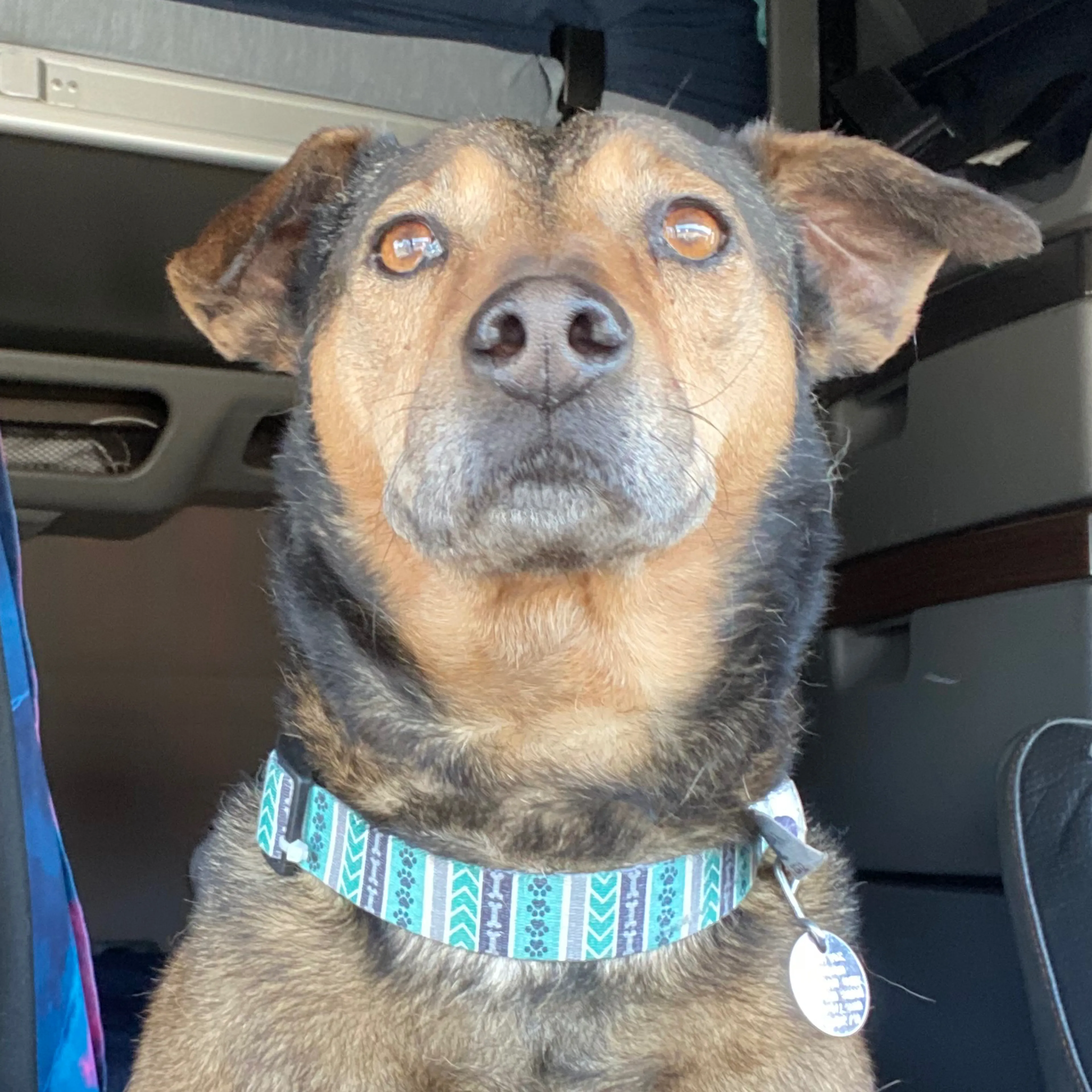Lost pet-2