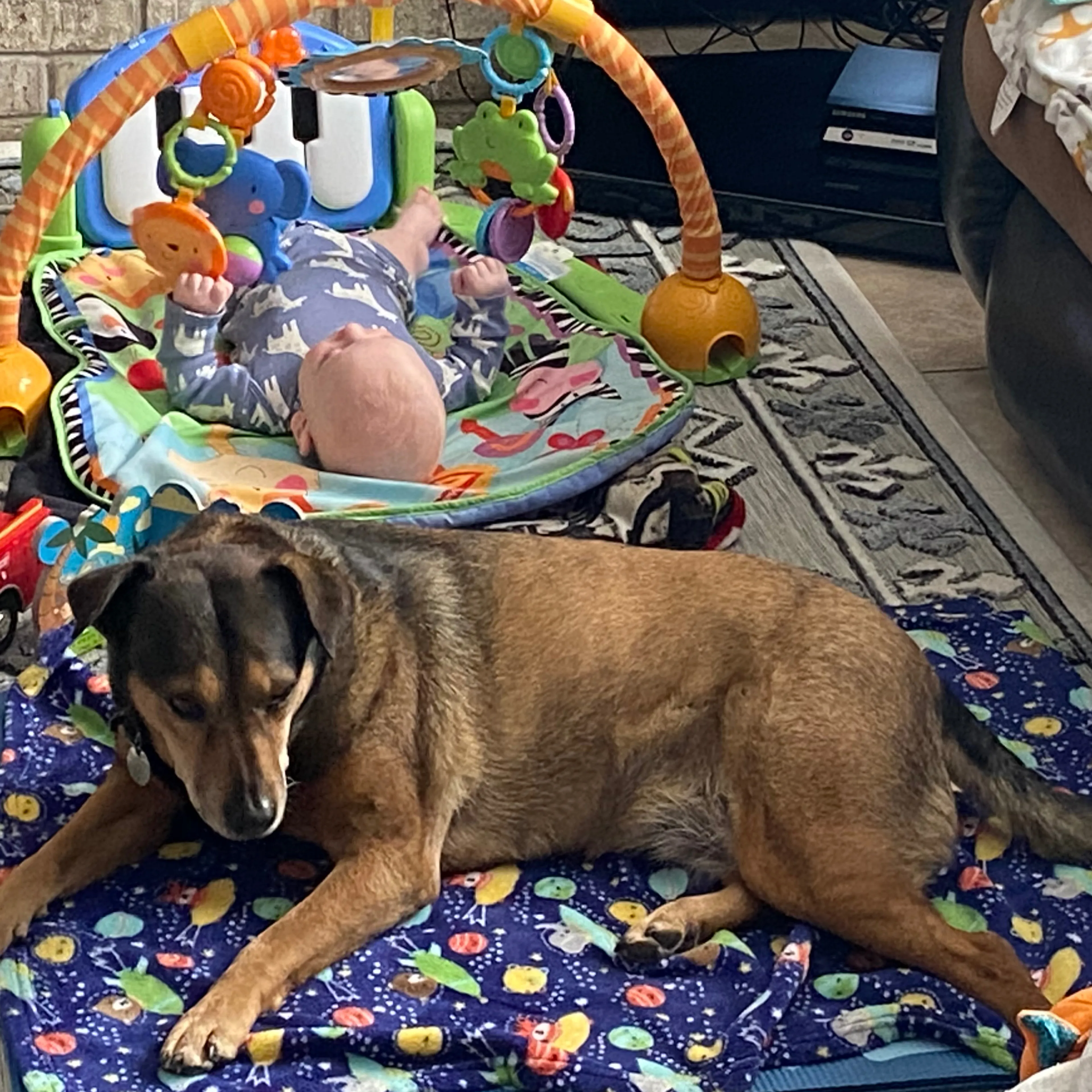 Lost pet-1