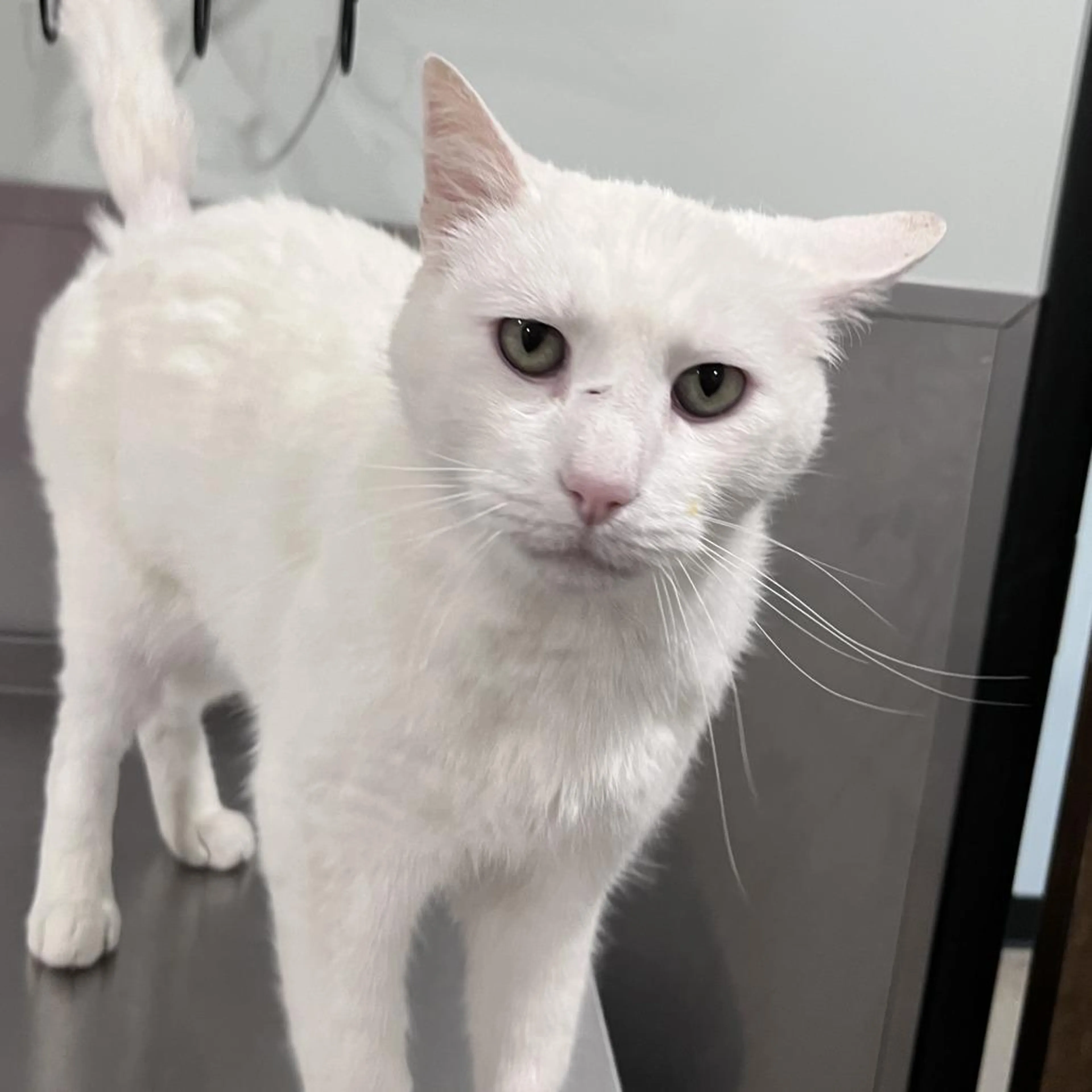 Found pet