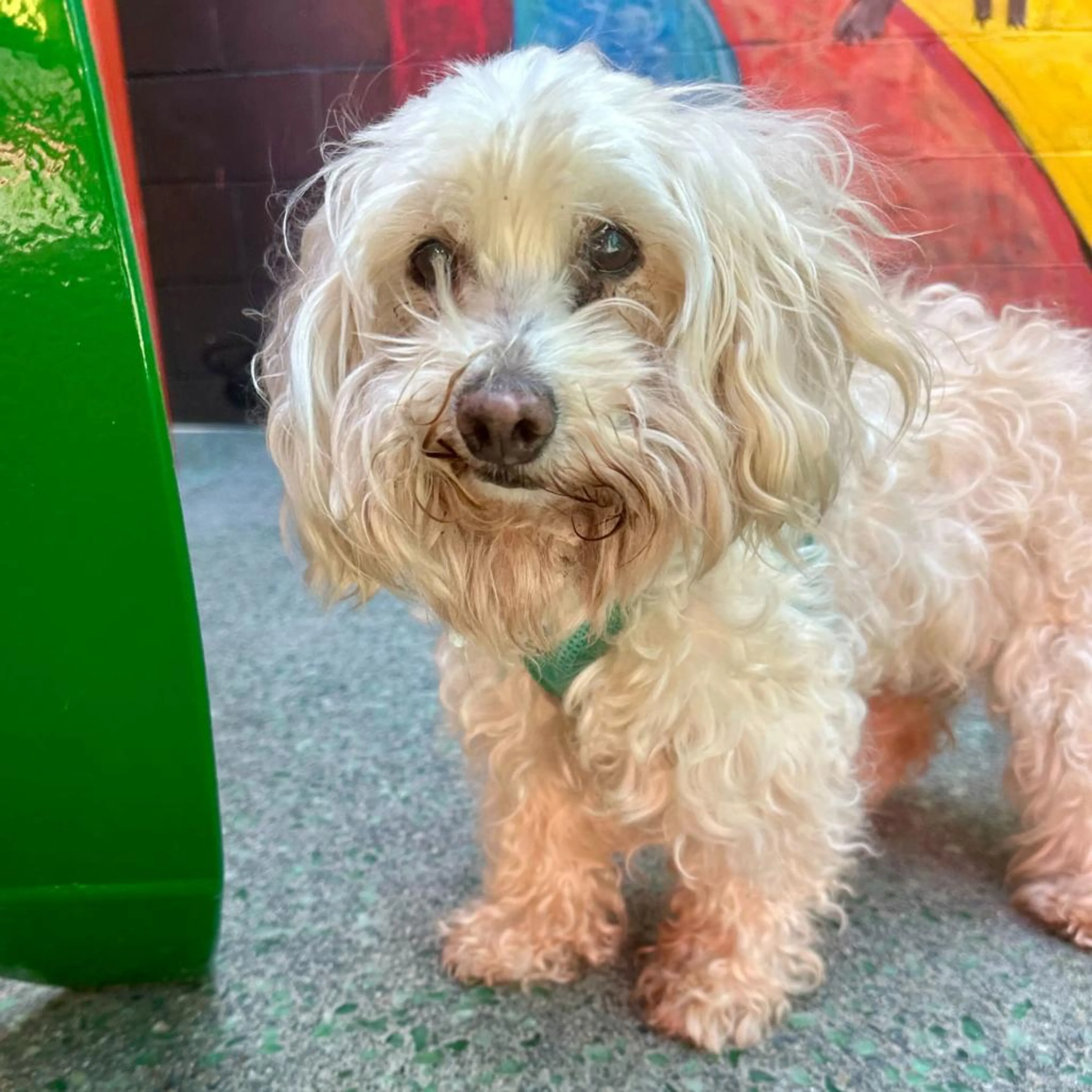 Found pet-1