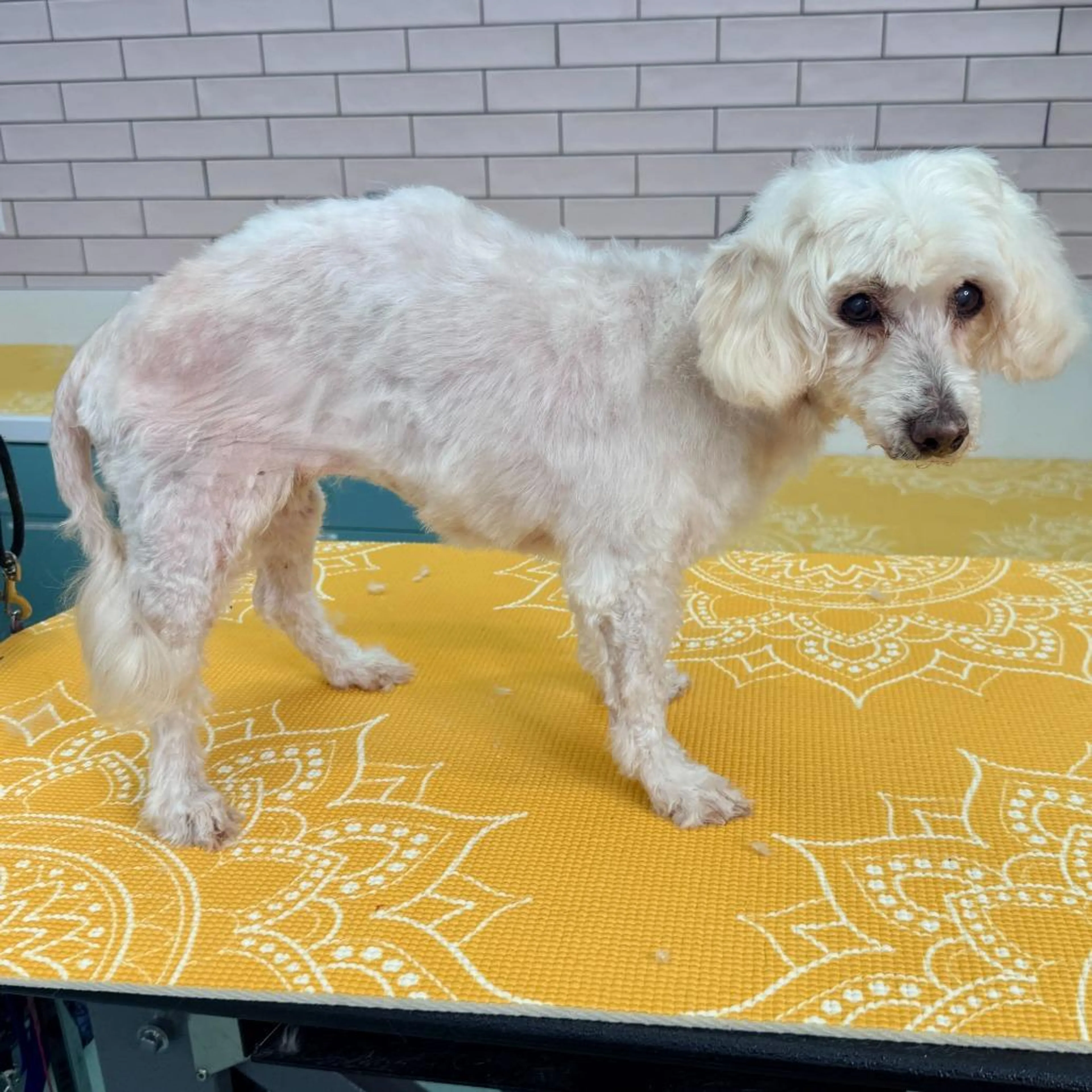 Found pet-2