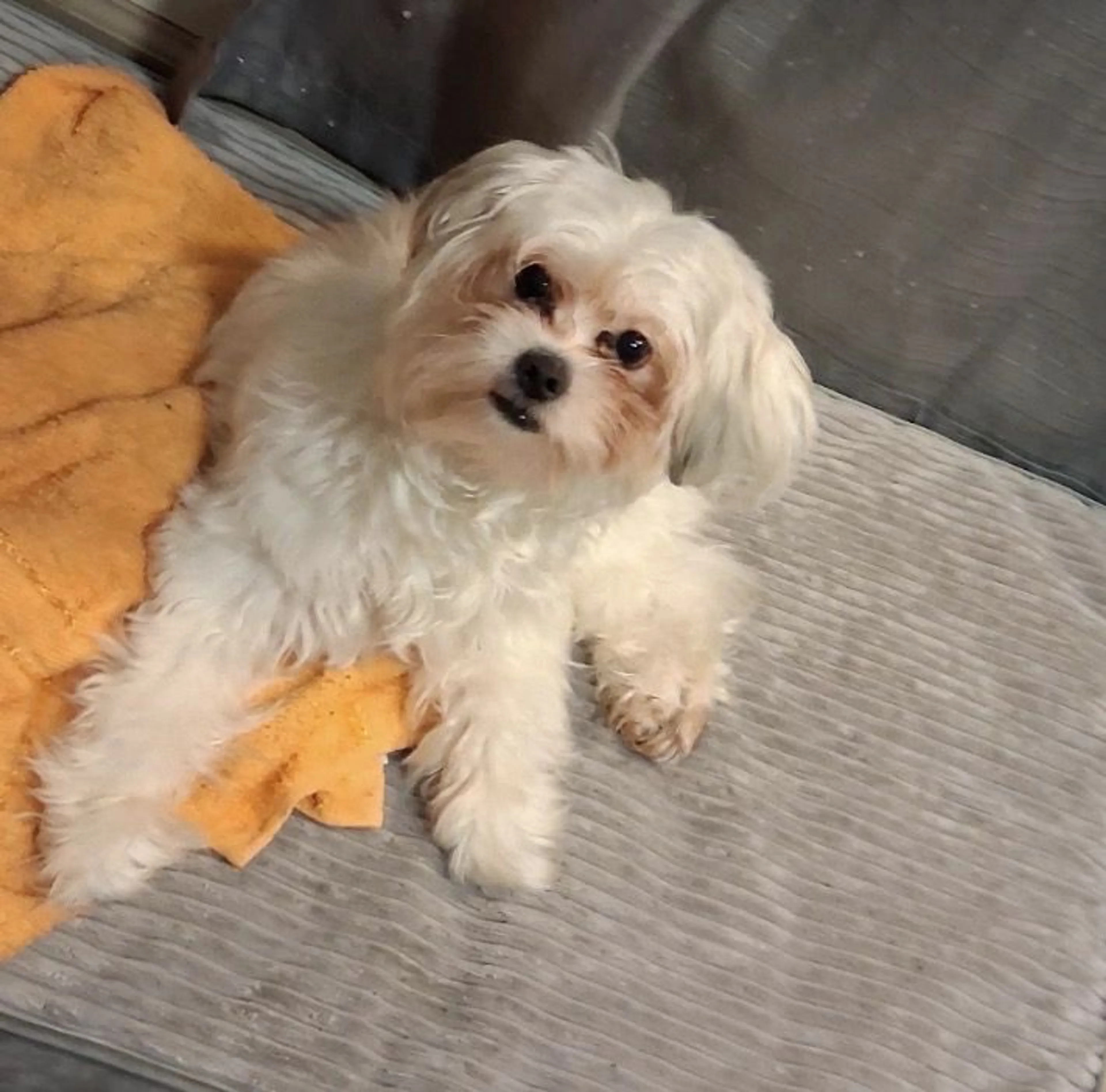Lost pet