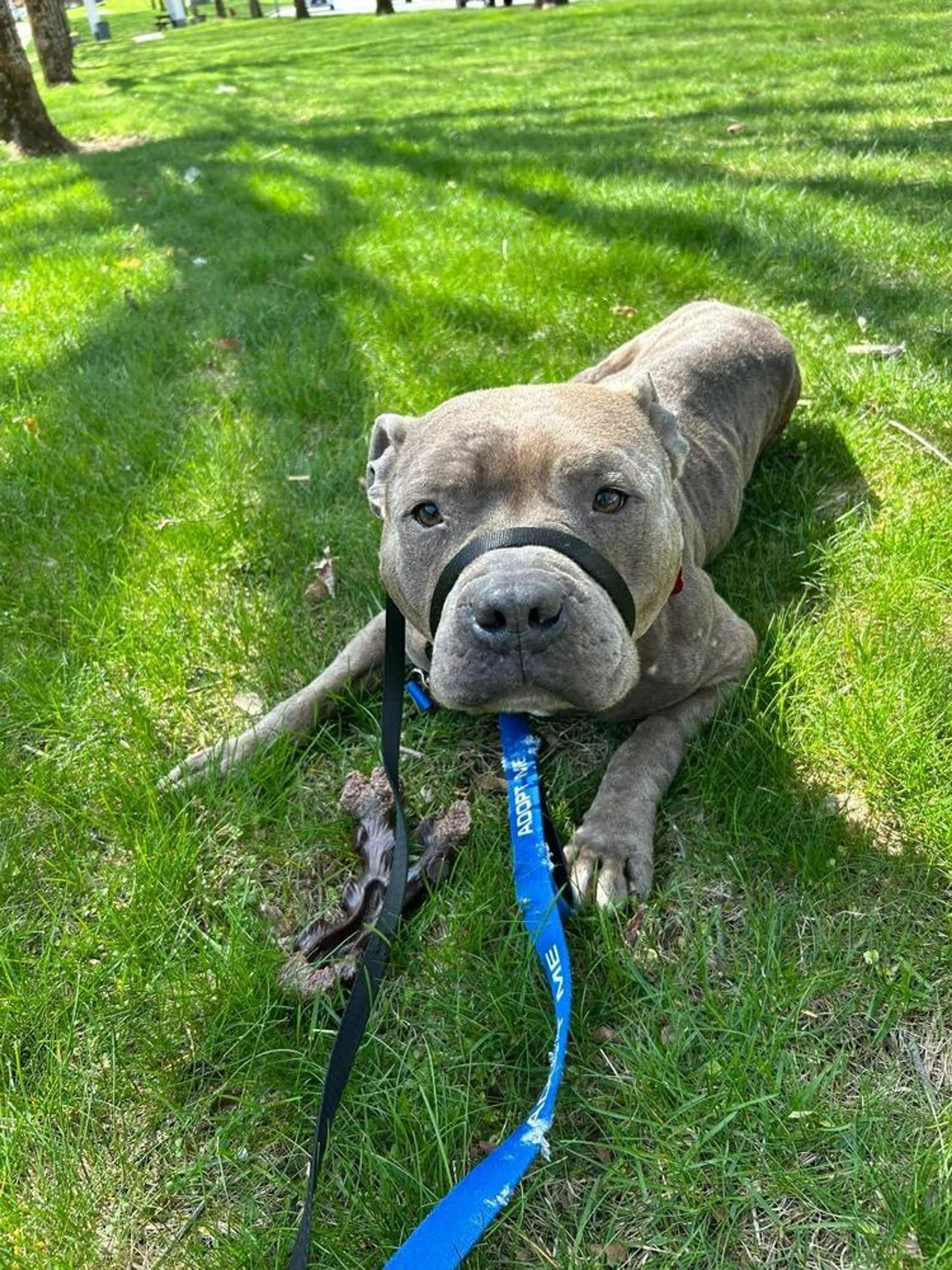Found pet-3