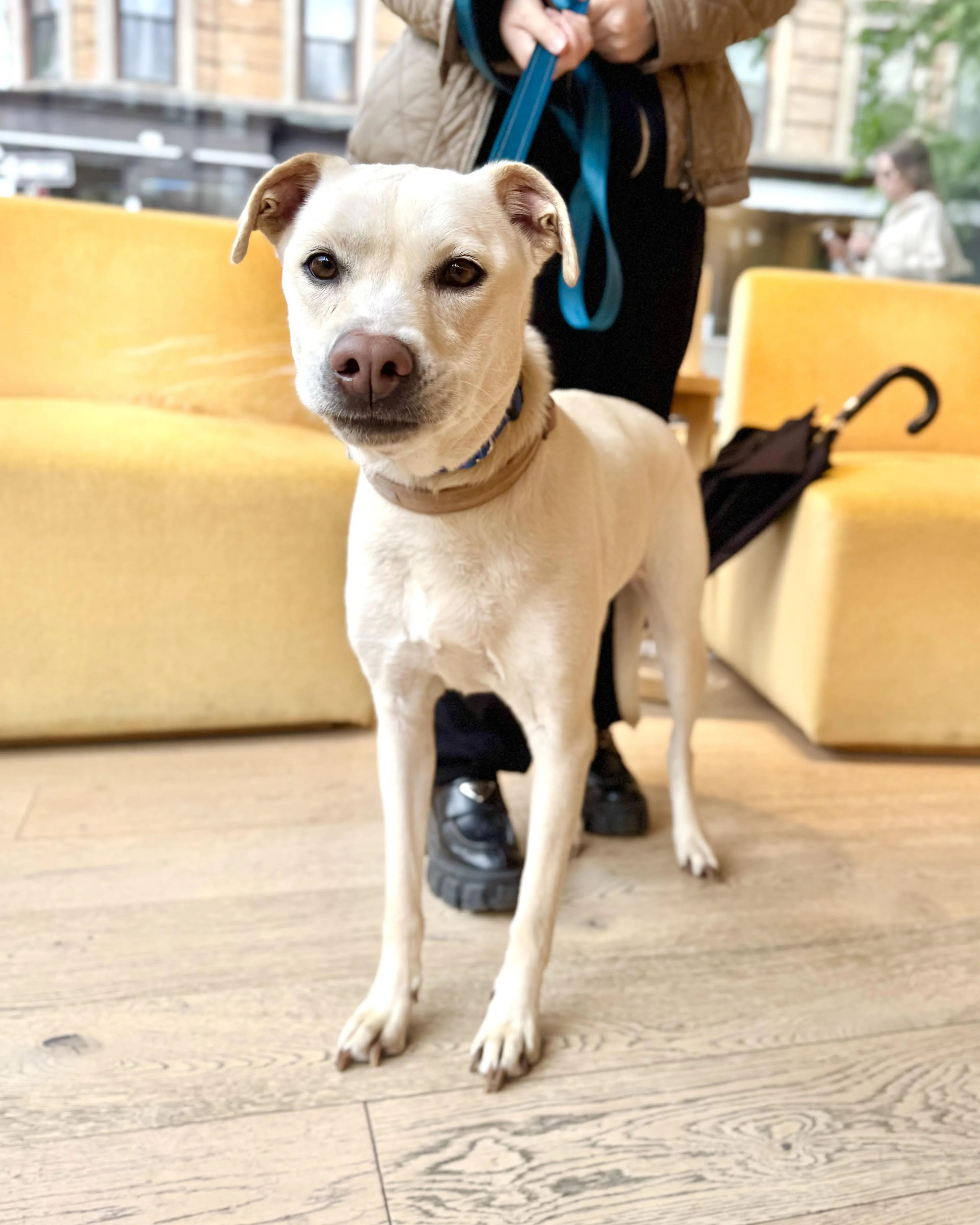Found pet-3