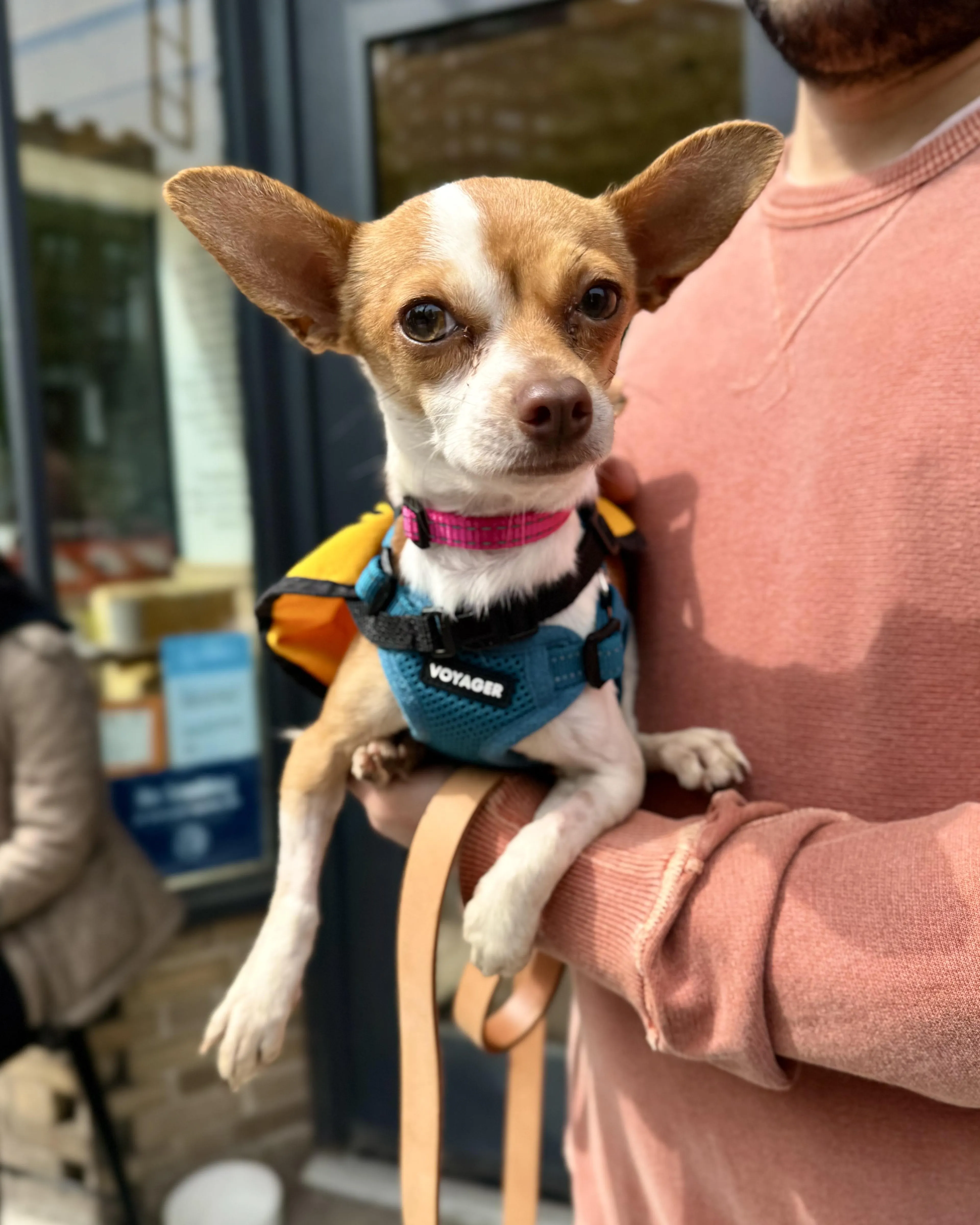Found pet-1