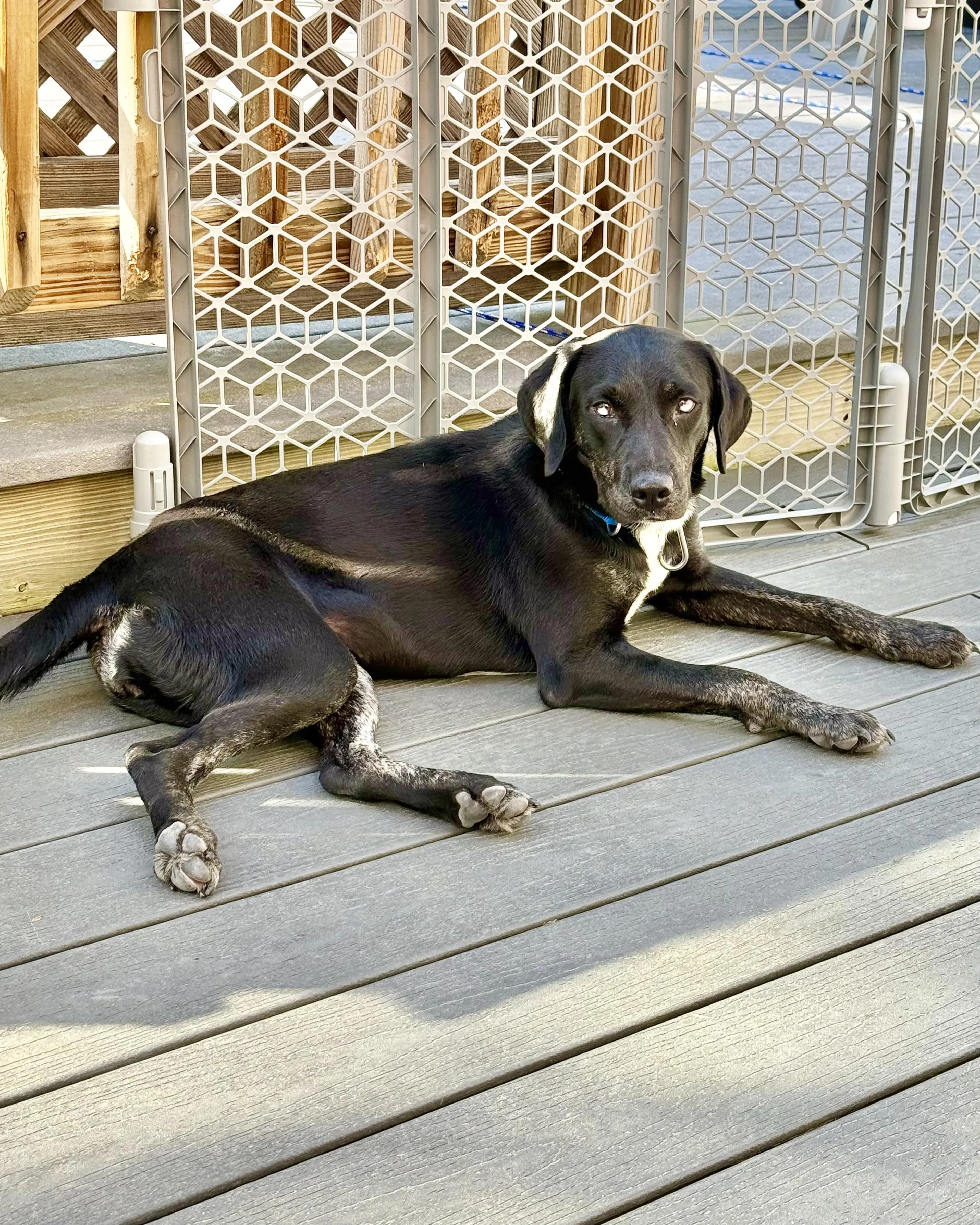 Found pet-3