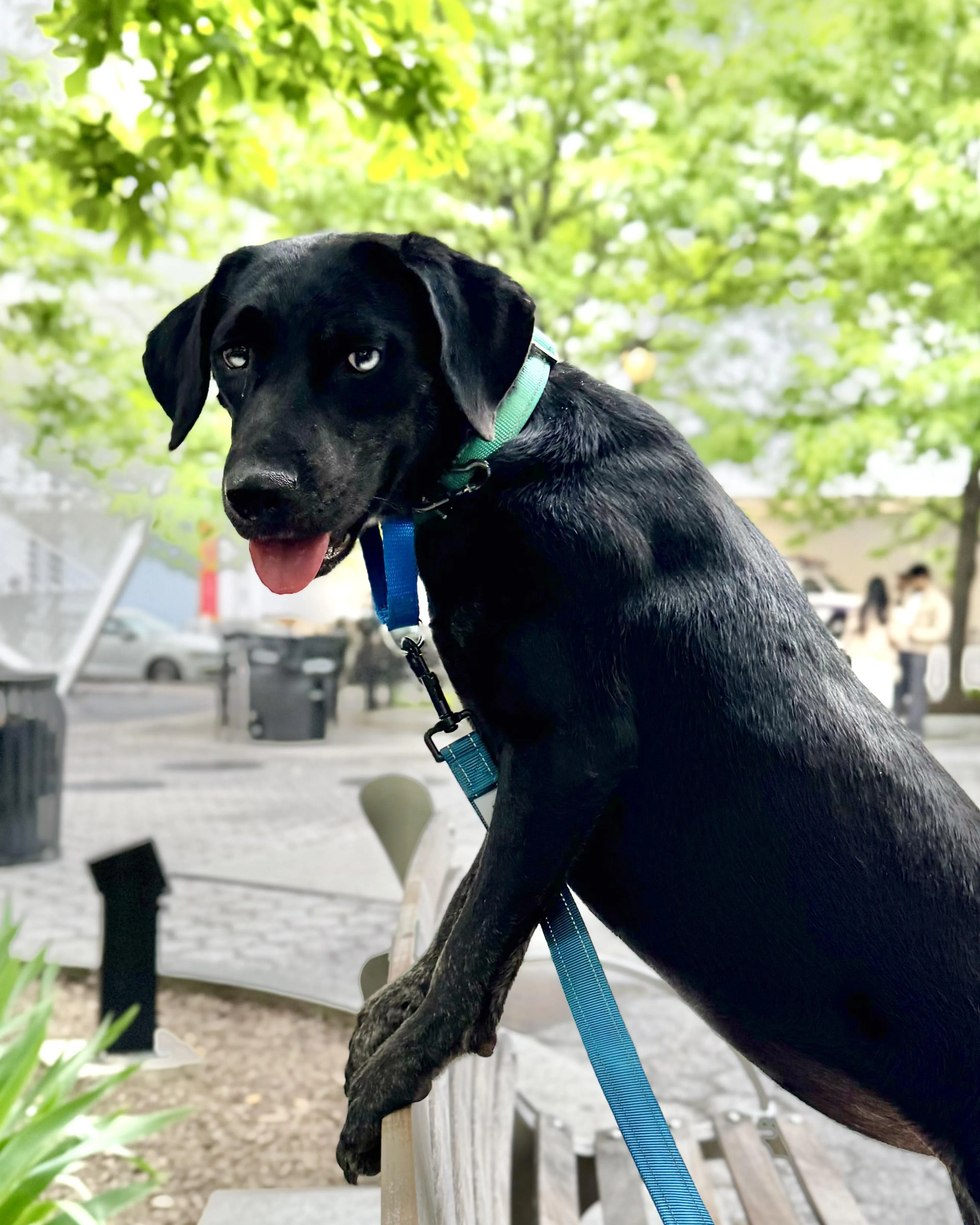 Found pet-1
