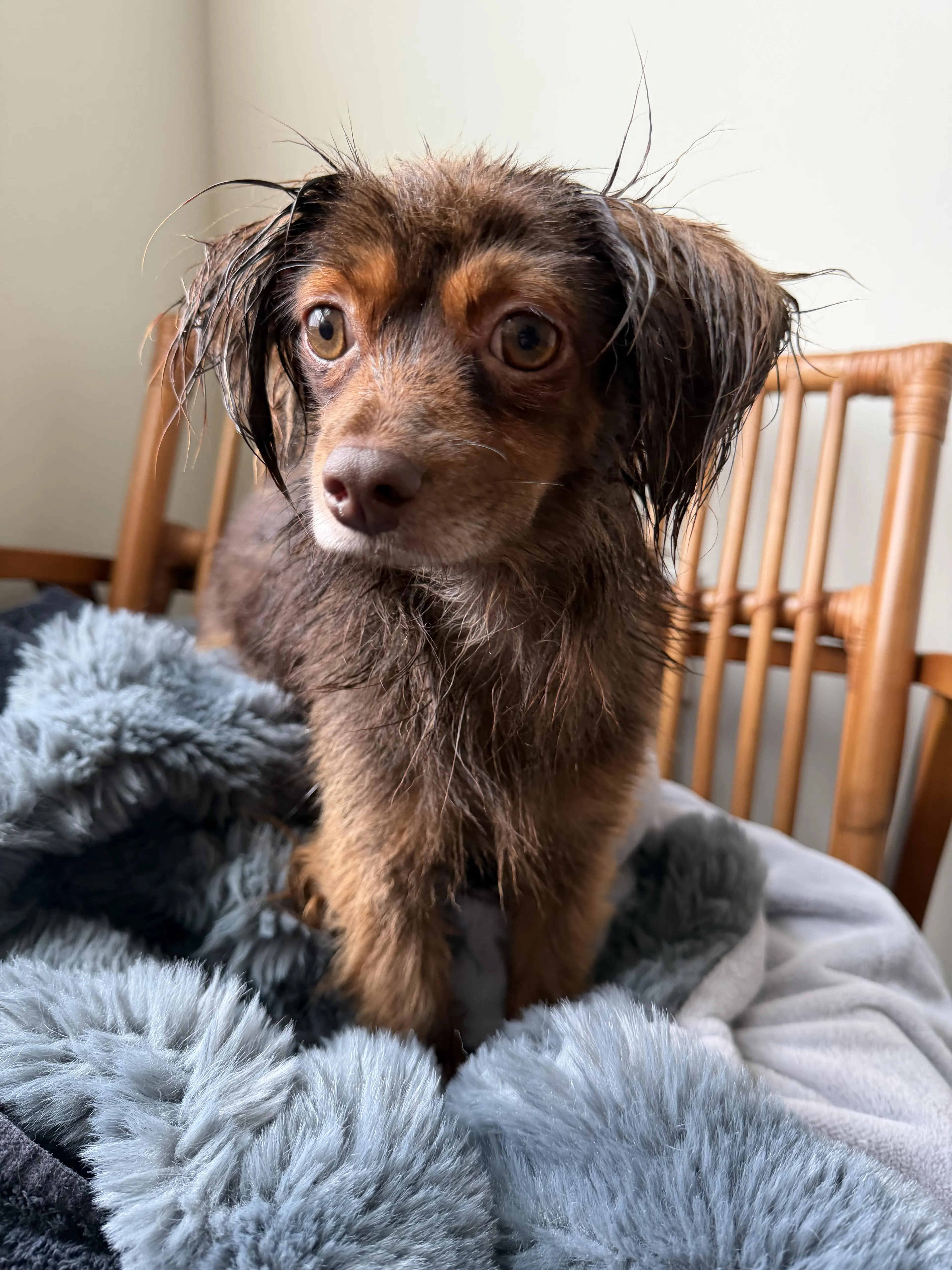 Found pet-3