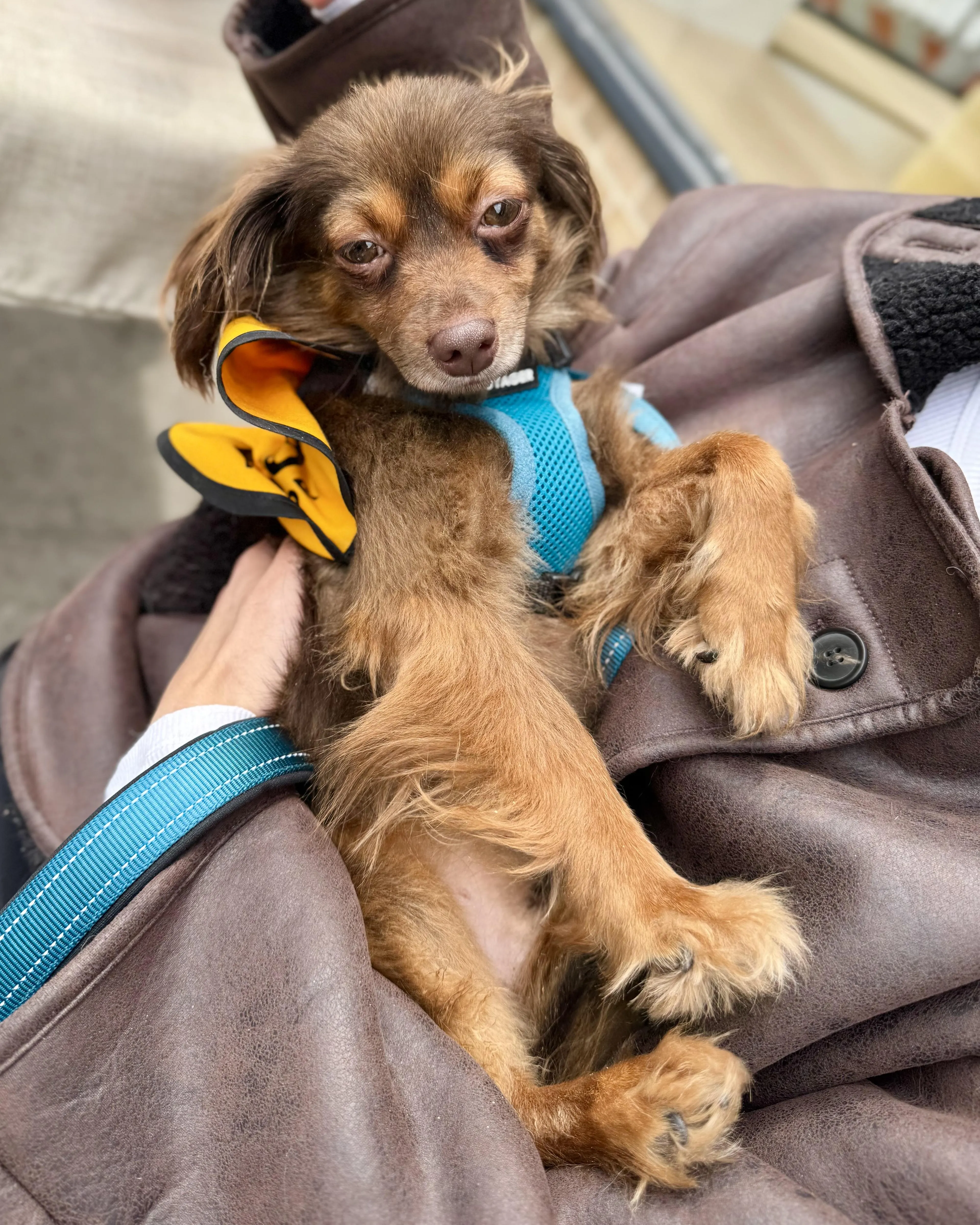 Found pet-1