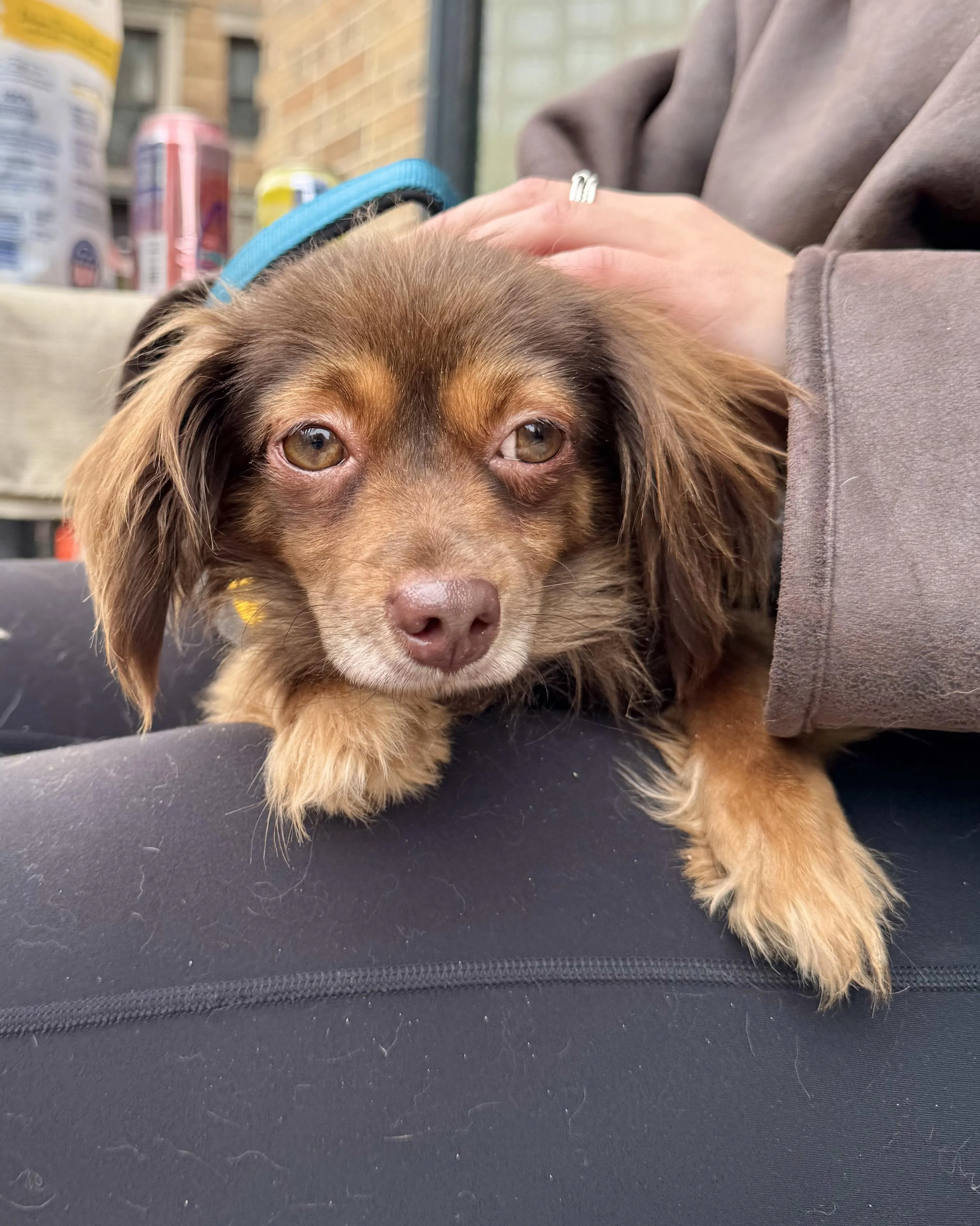 Found pet-2