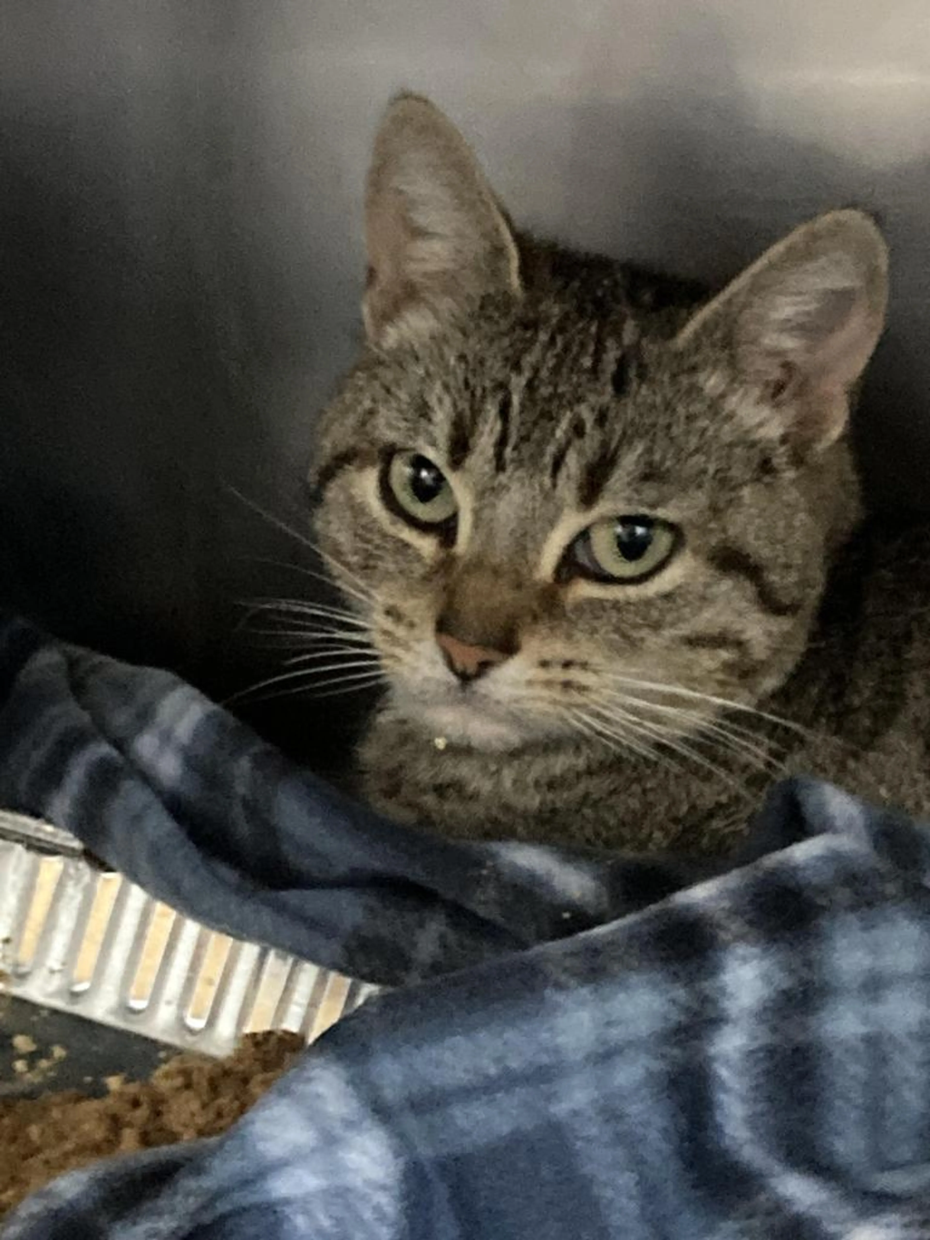 Found pet-1