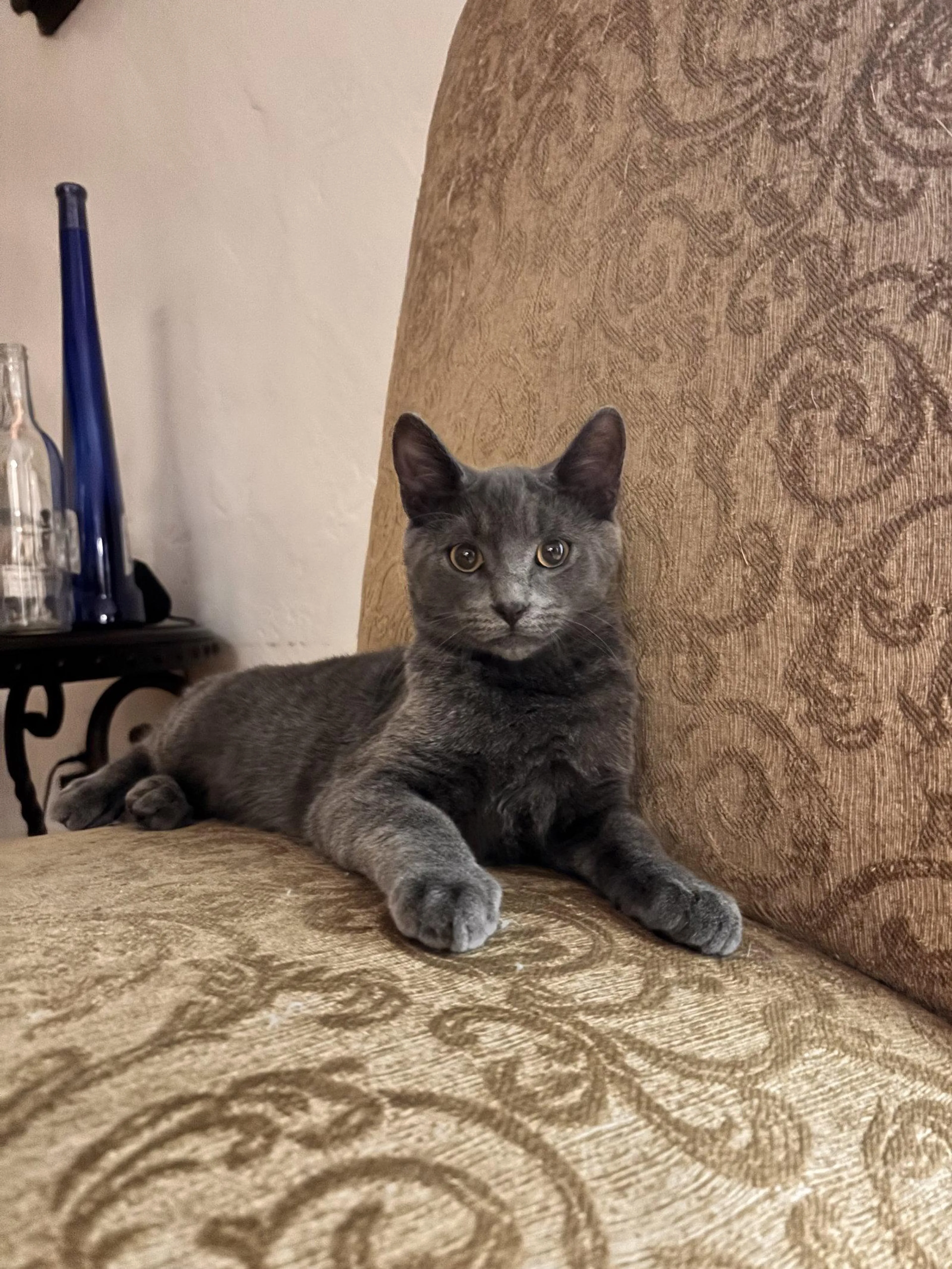 Found pet
