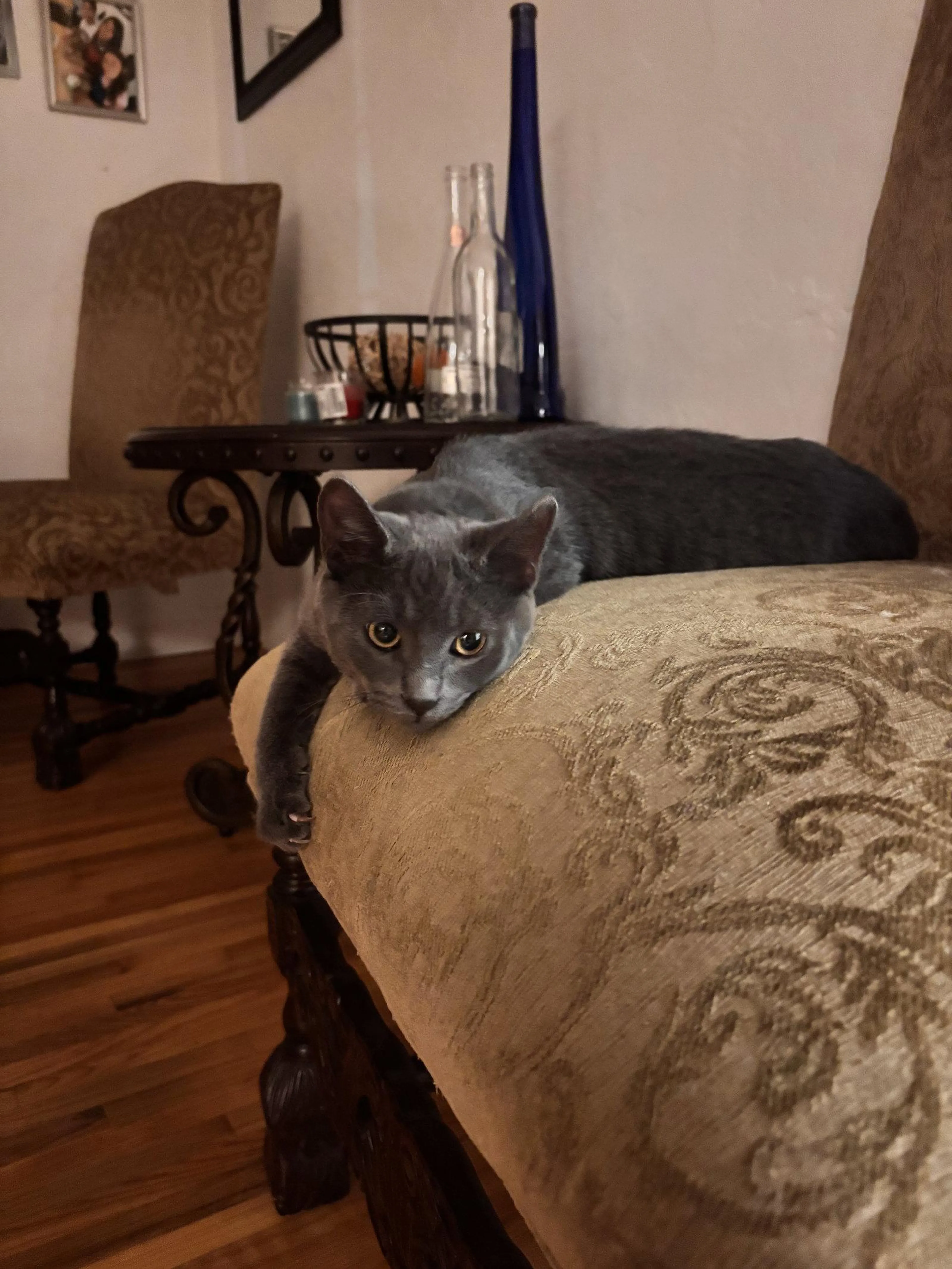 Found pet