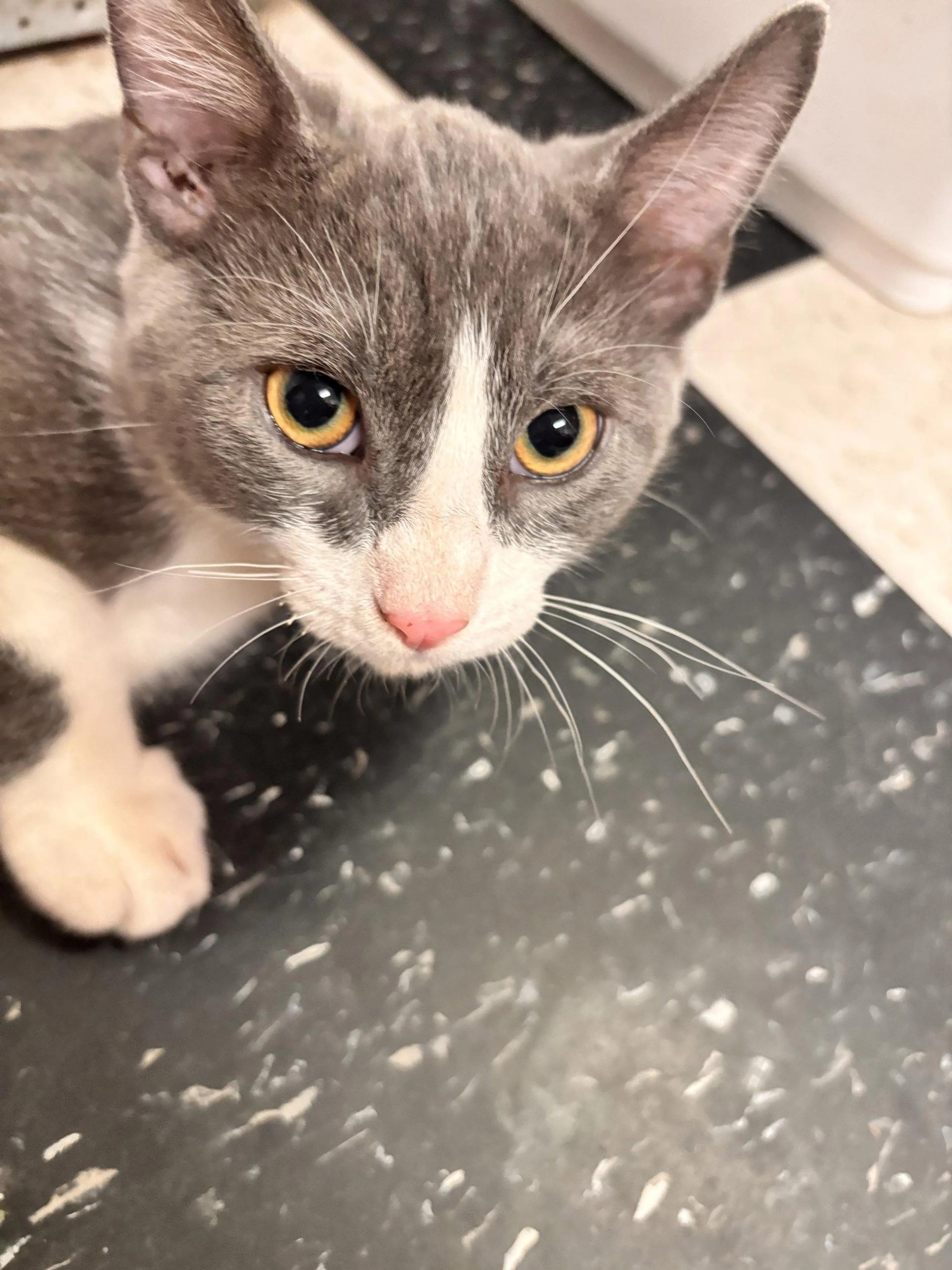 Found pet