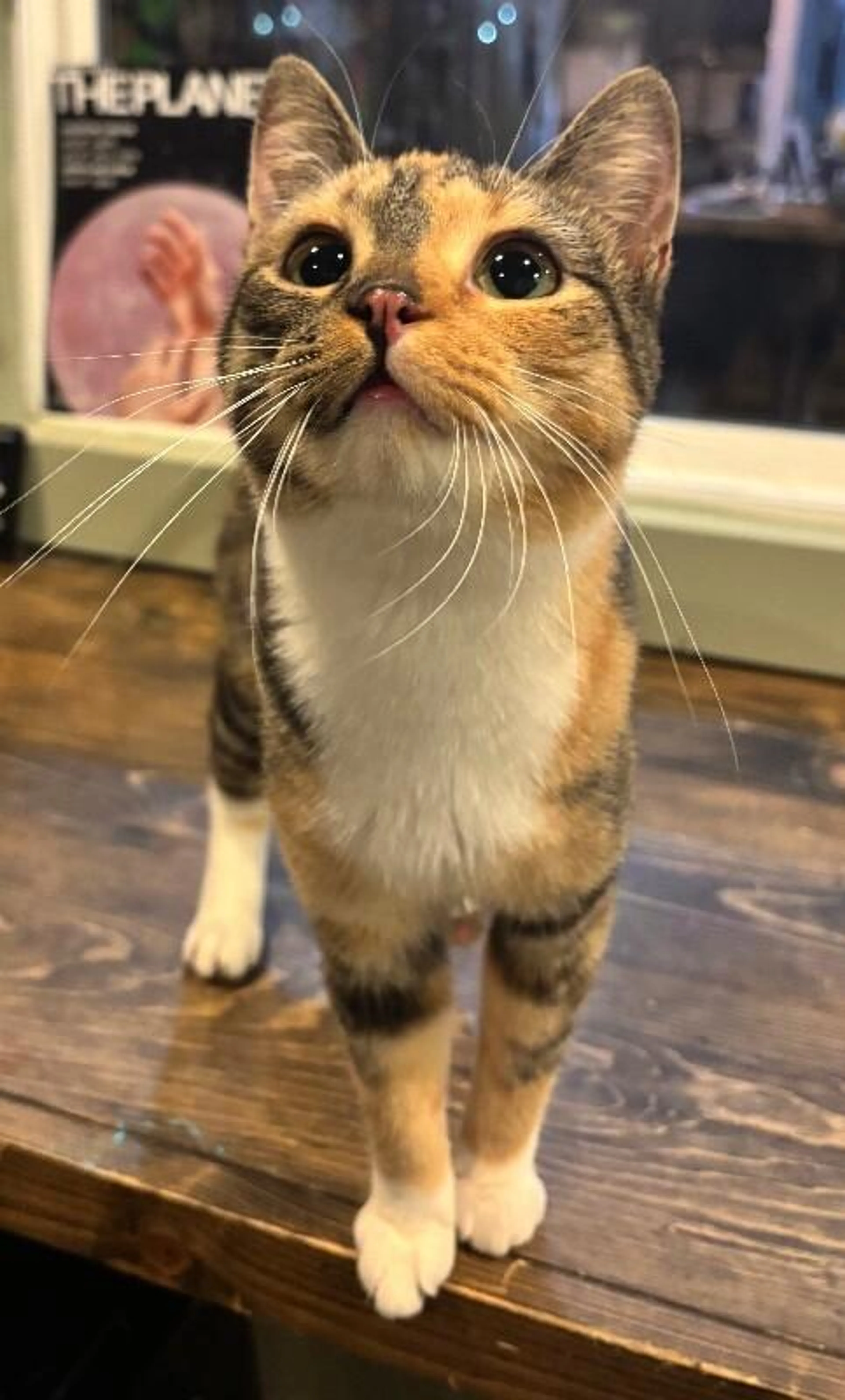 Found pet-2