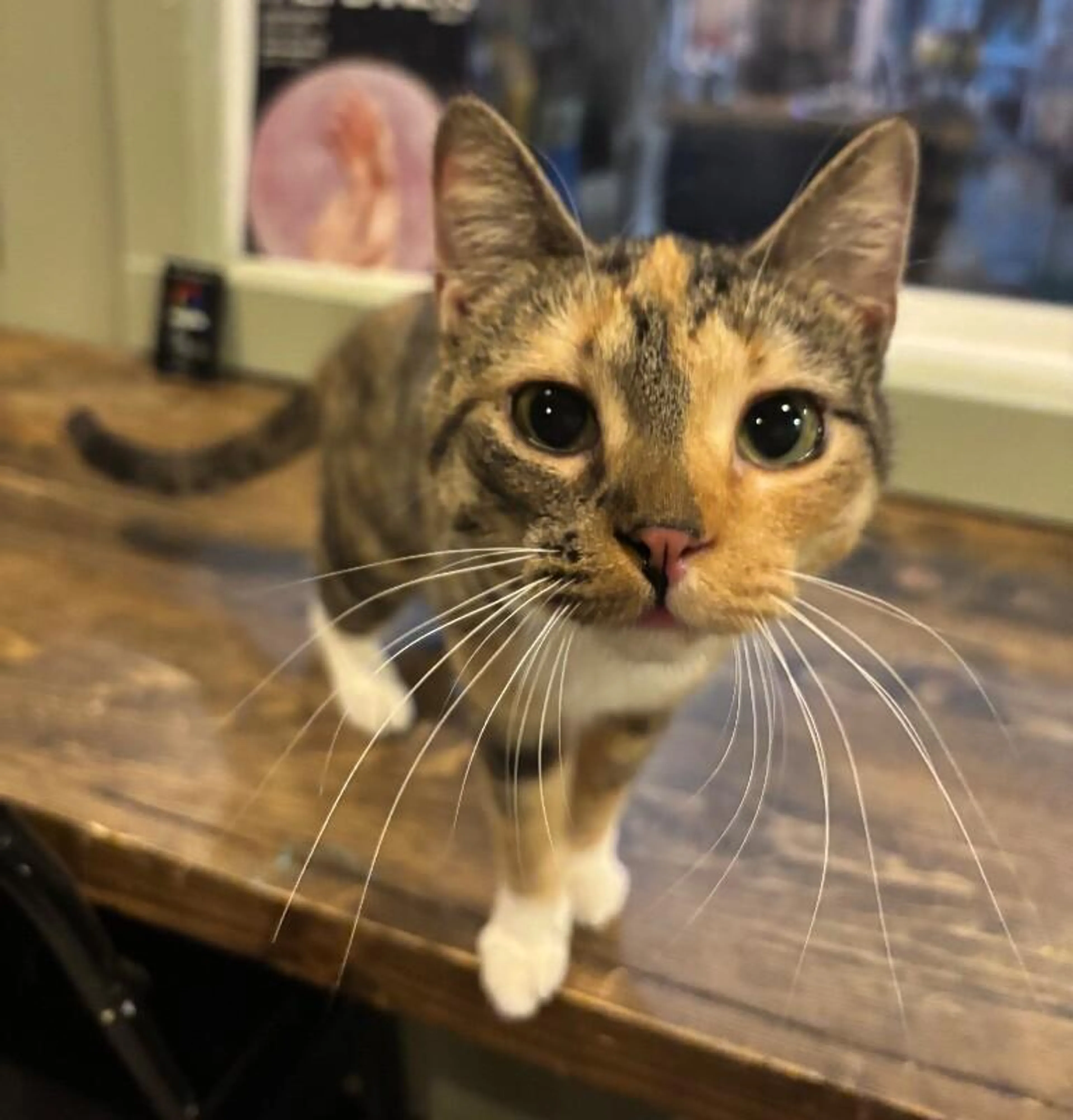 Found pet-1