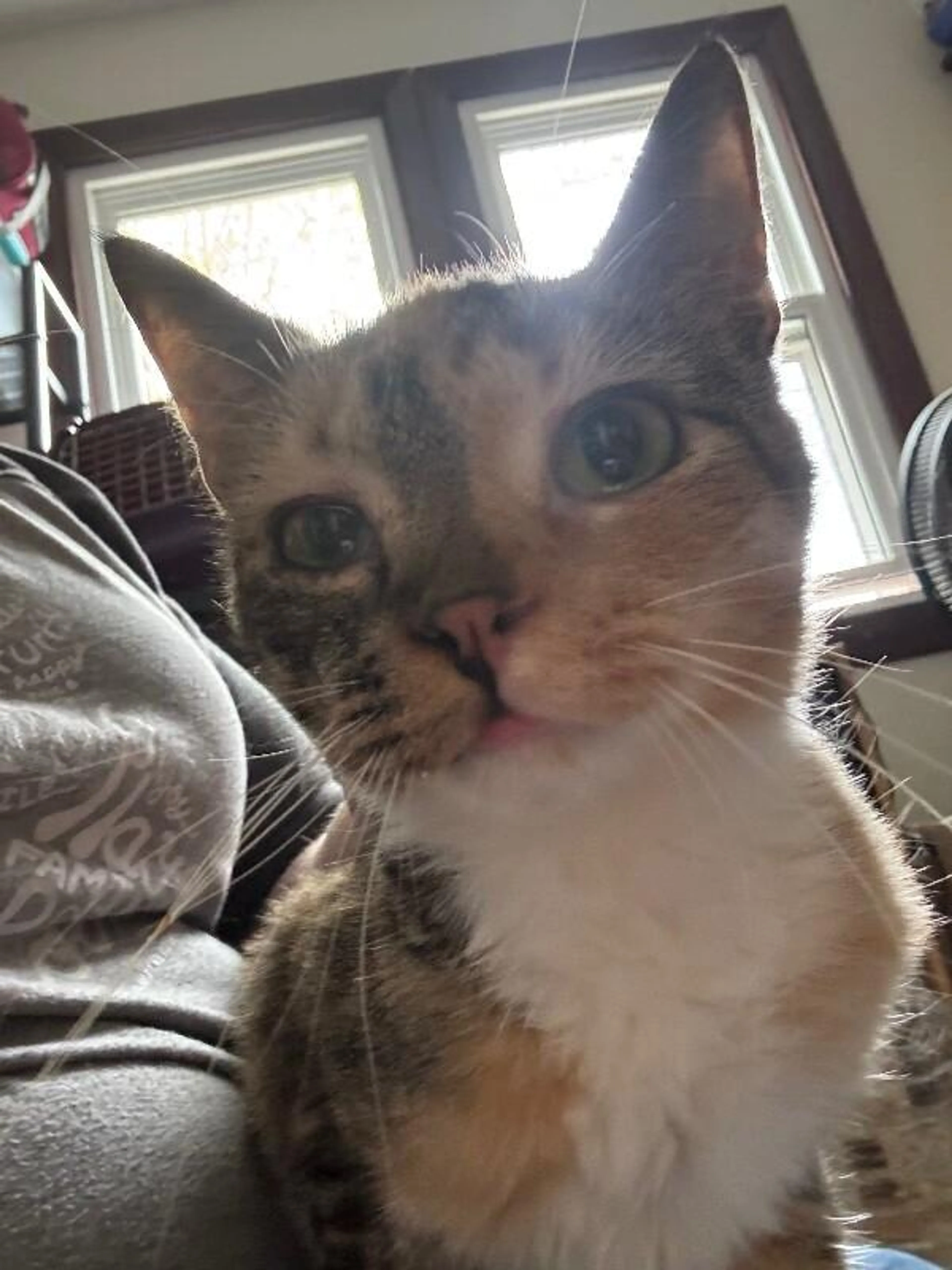 Found pet-0