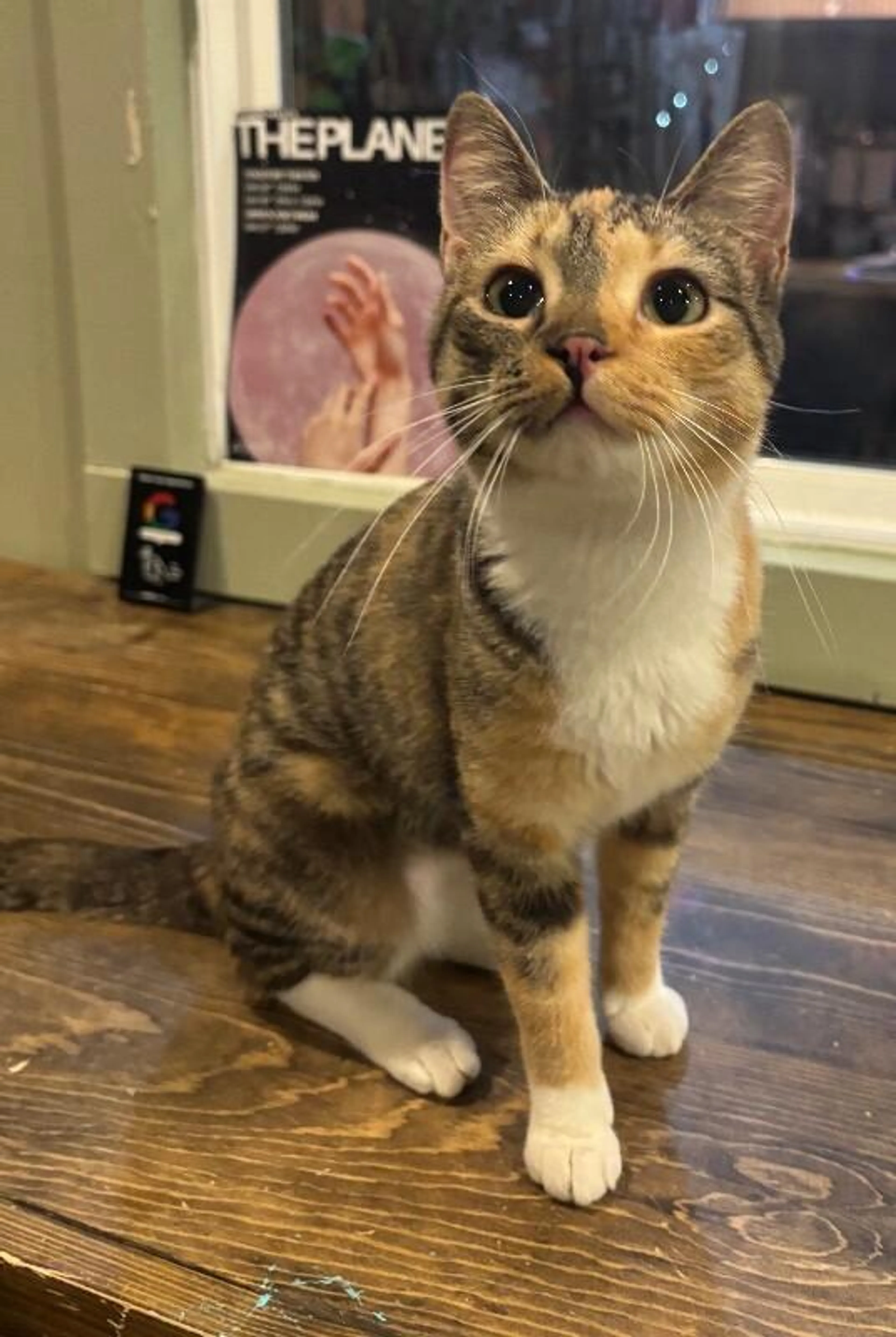 Found pet-3
