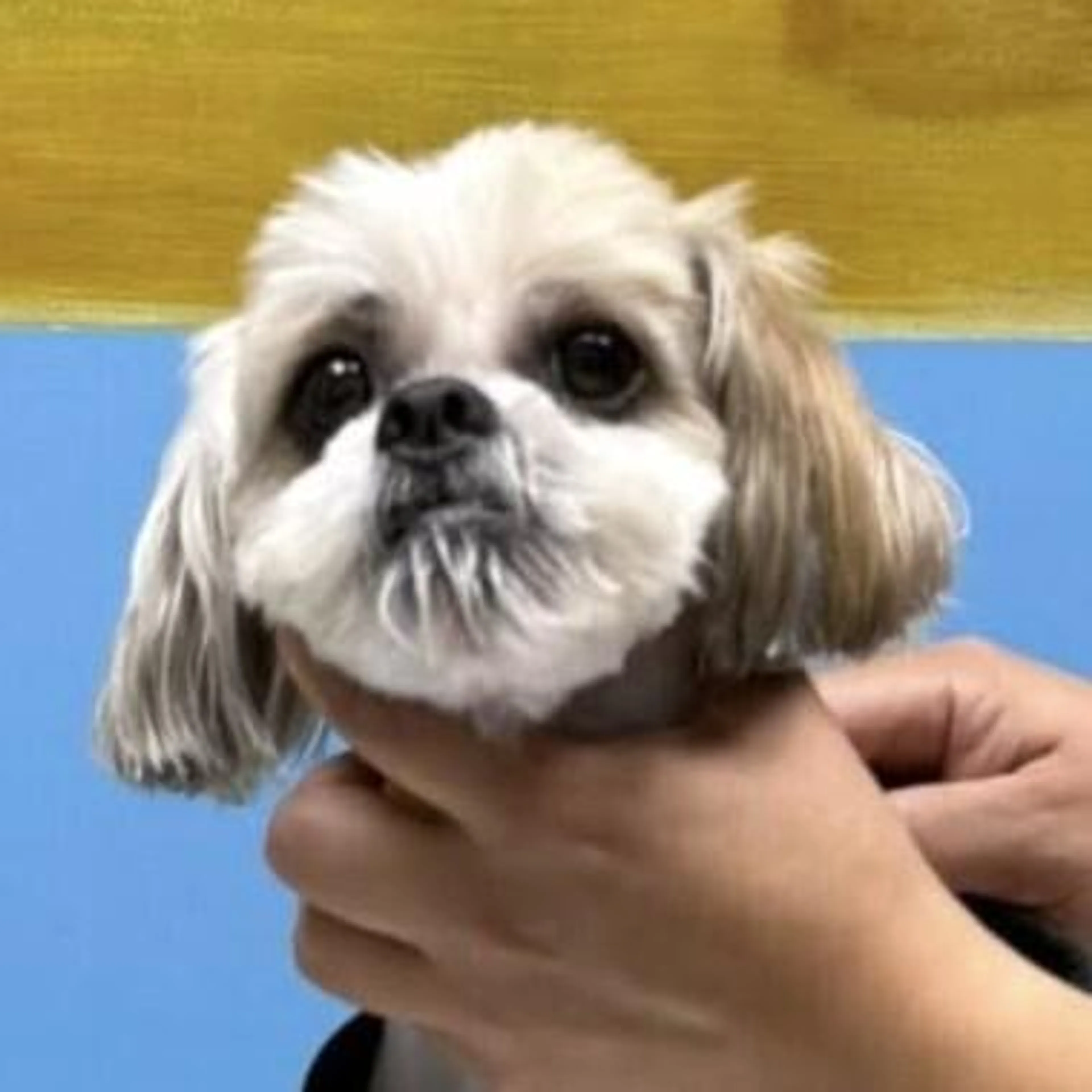 Found pet