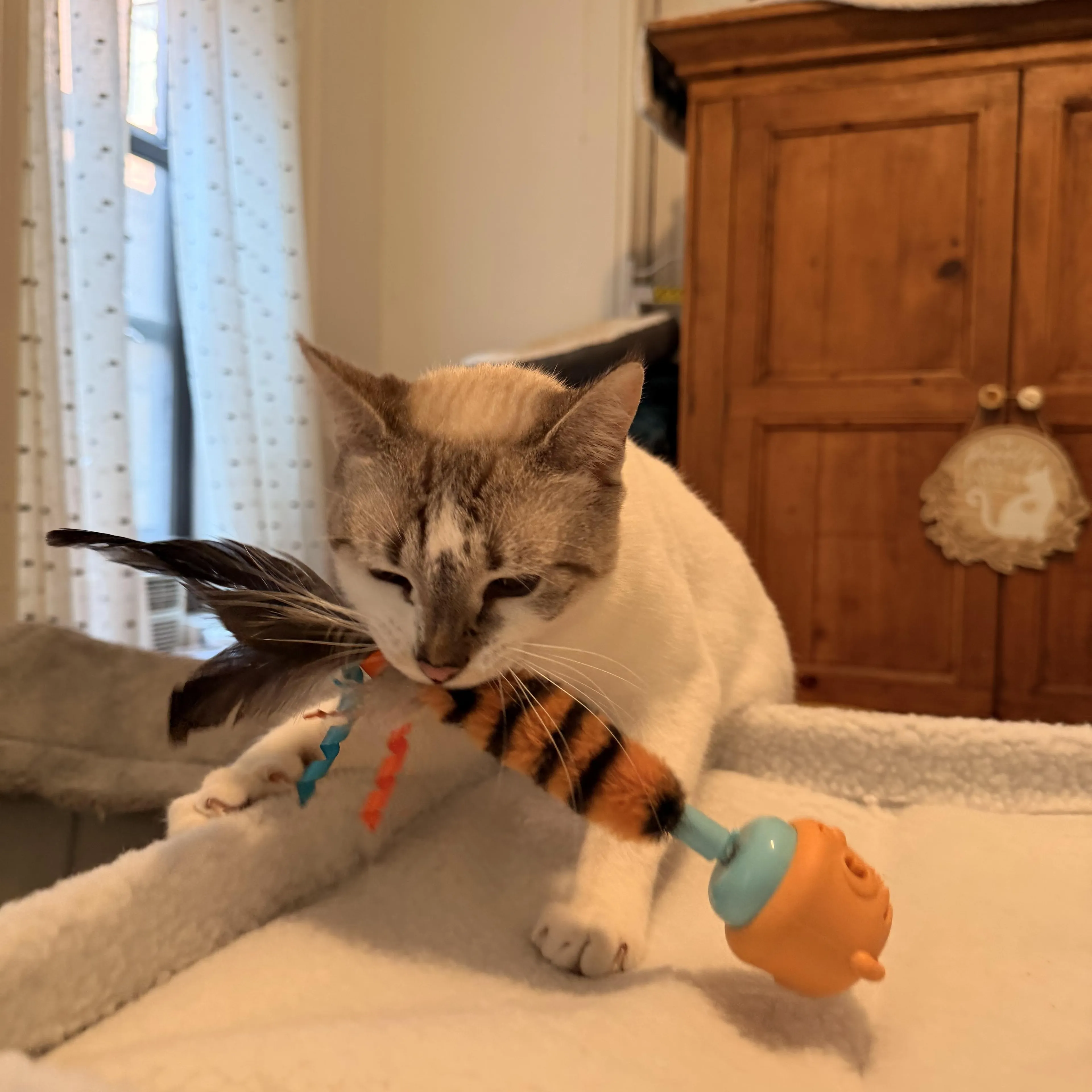 Found pet-2