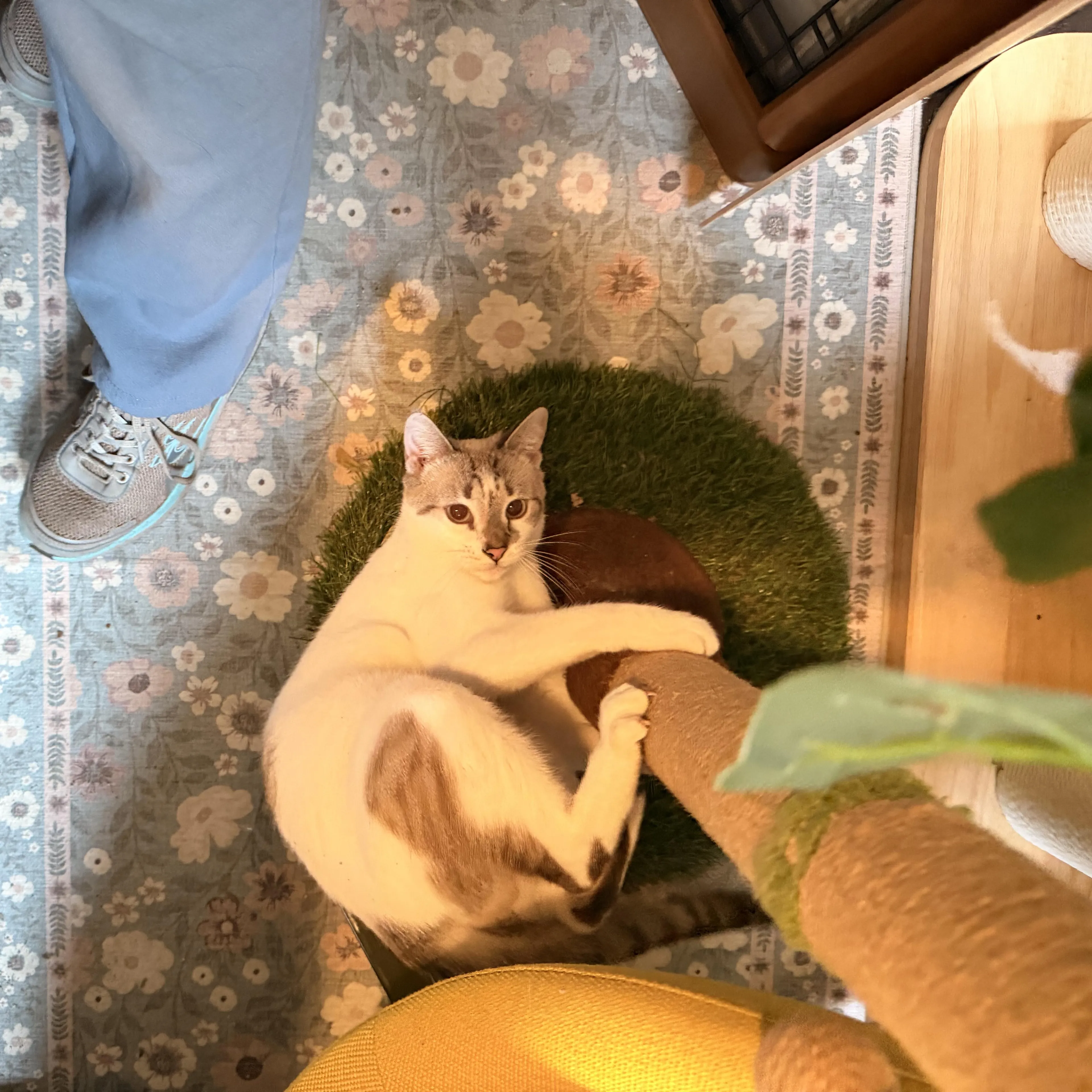Found pet-3
