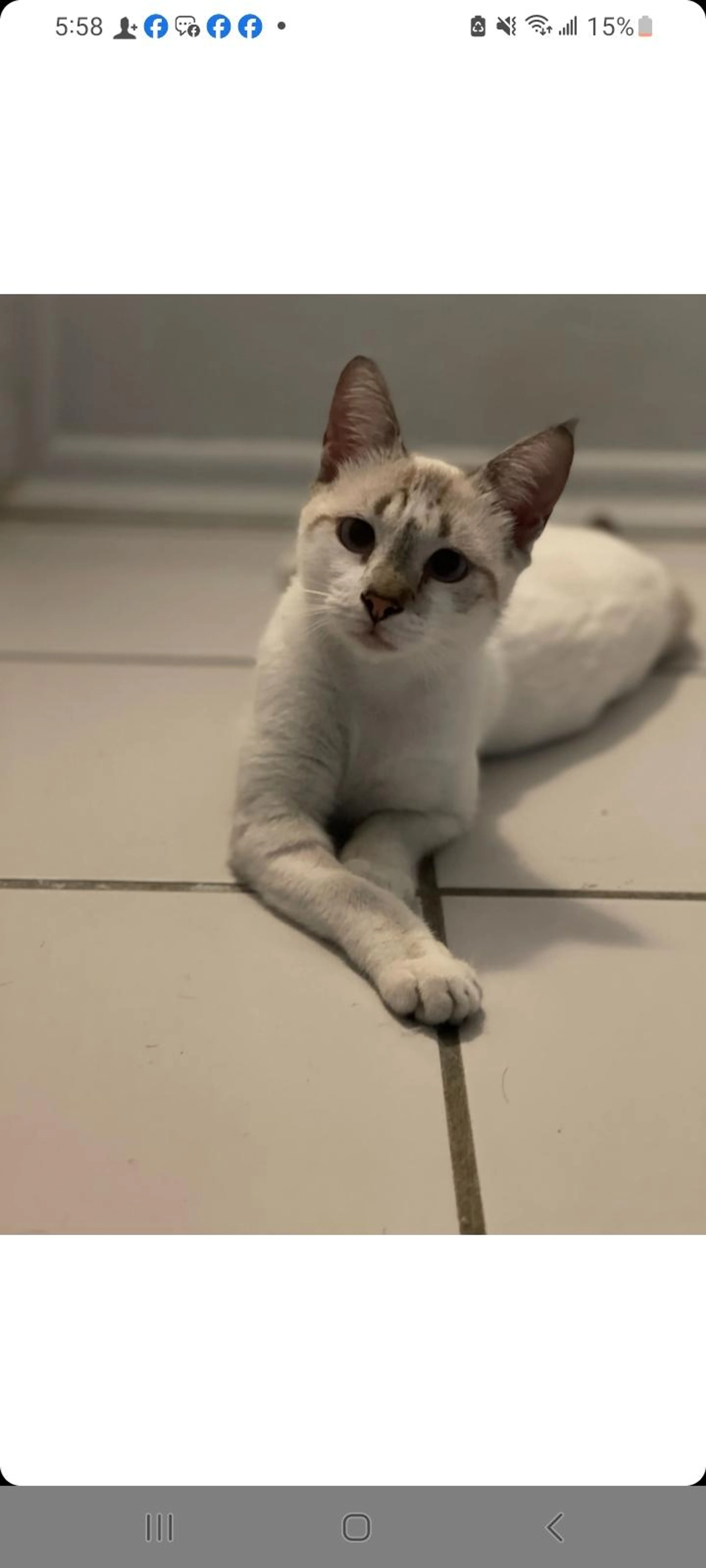 Found pet-0