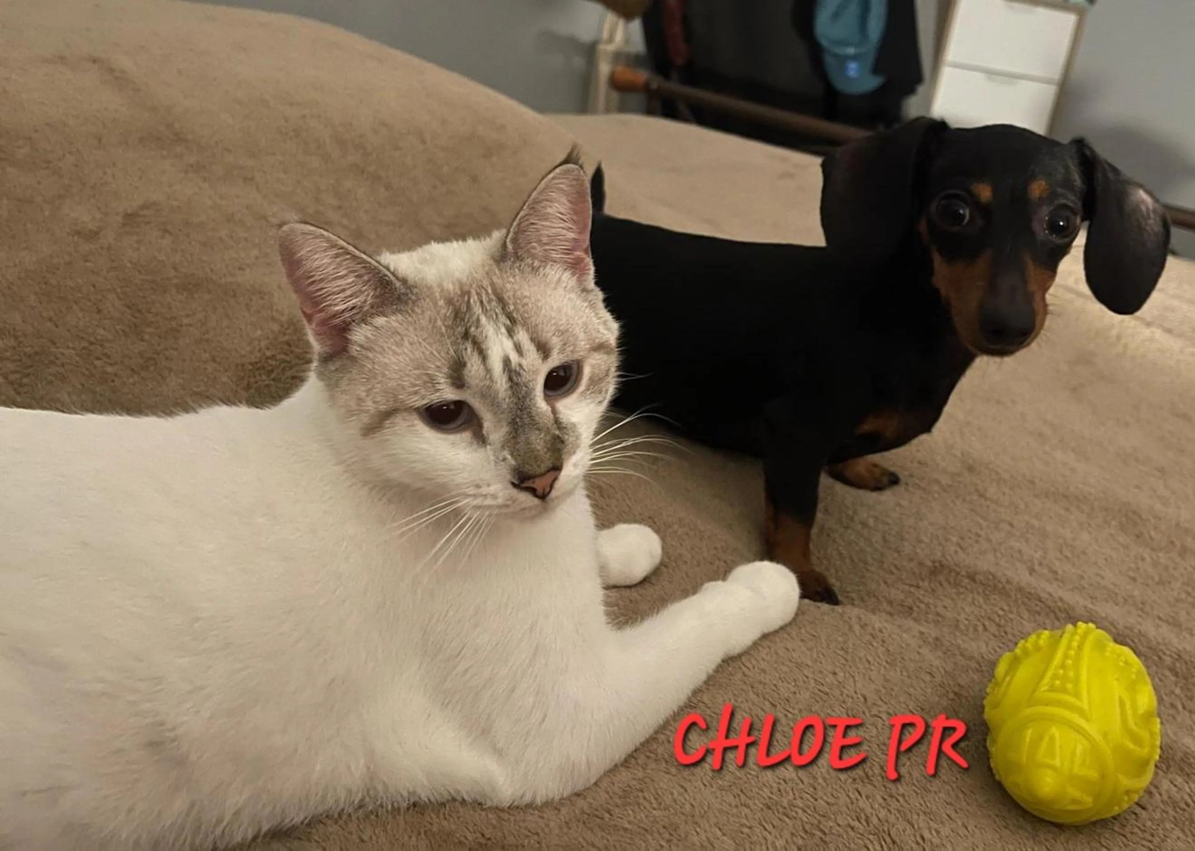 Found pet-1