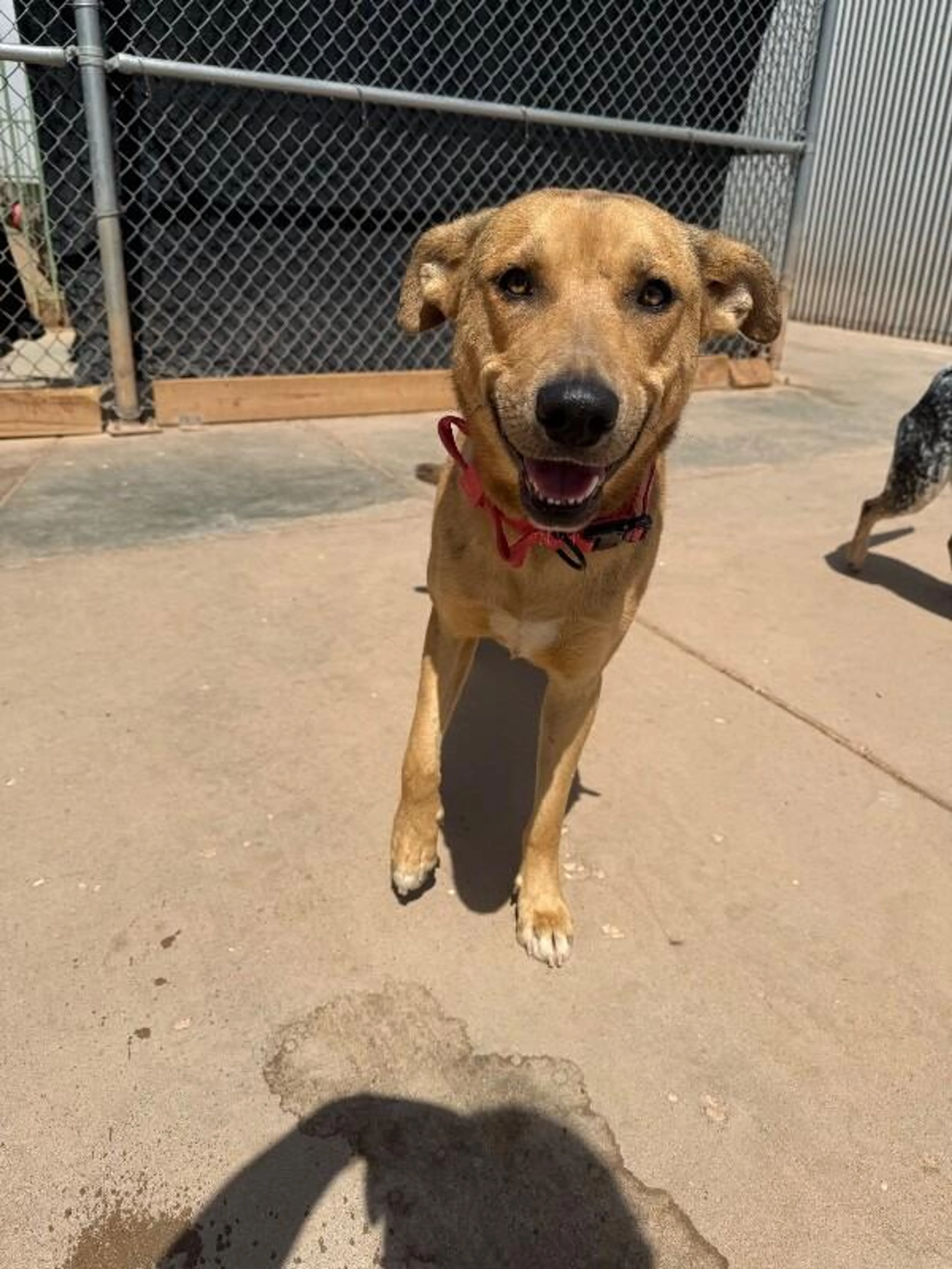 Found pet-5