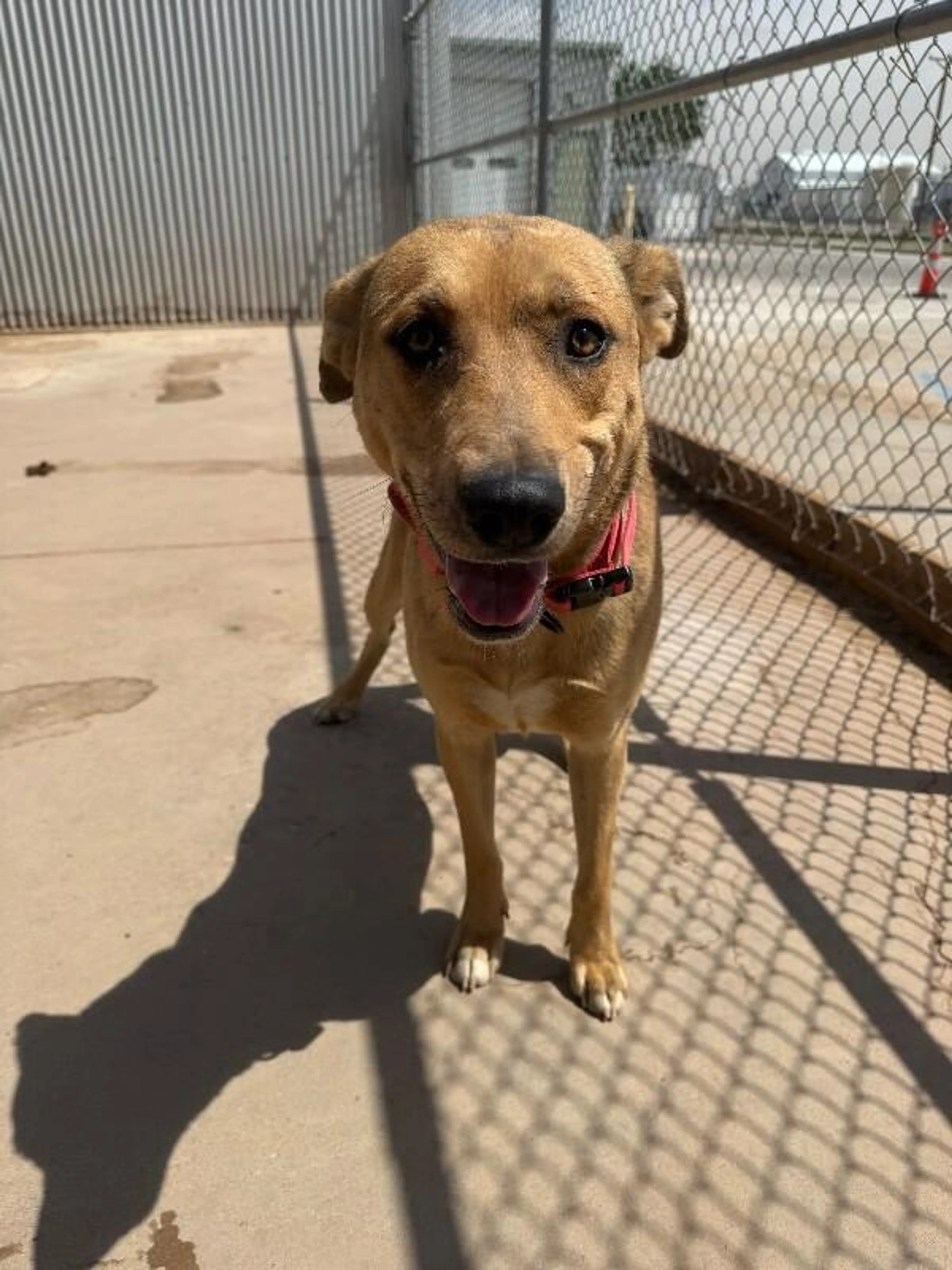 Found pet-2