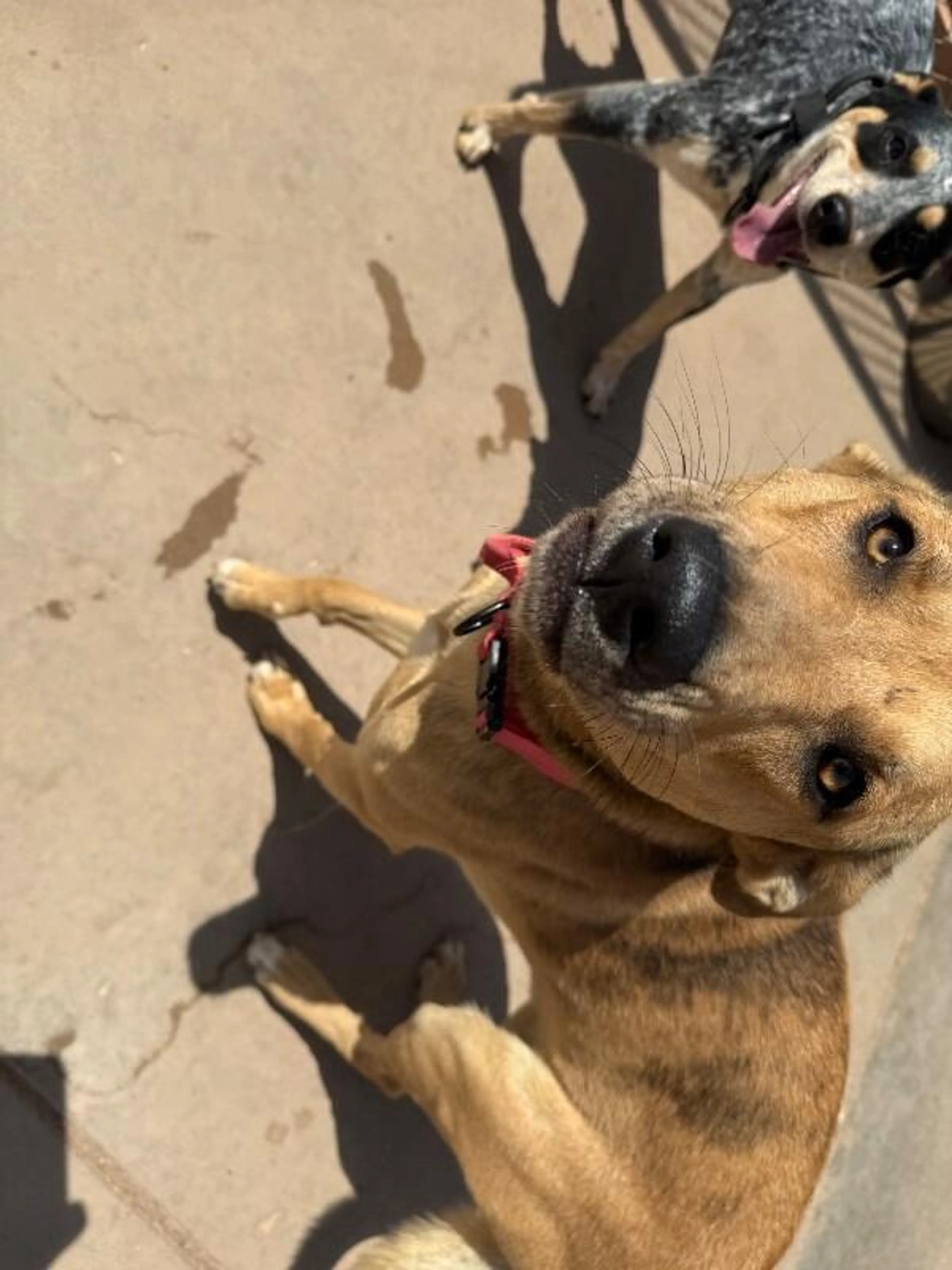 Found pet-3