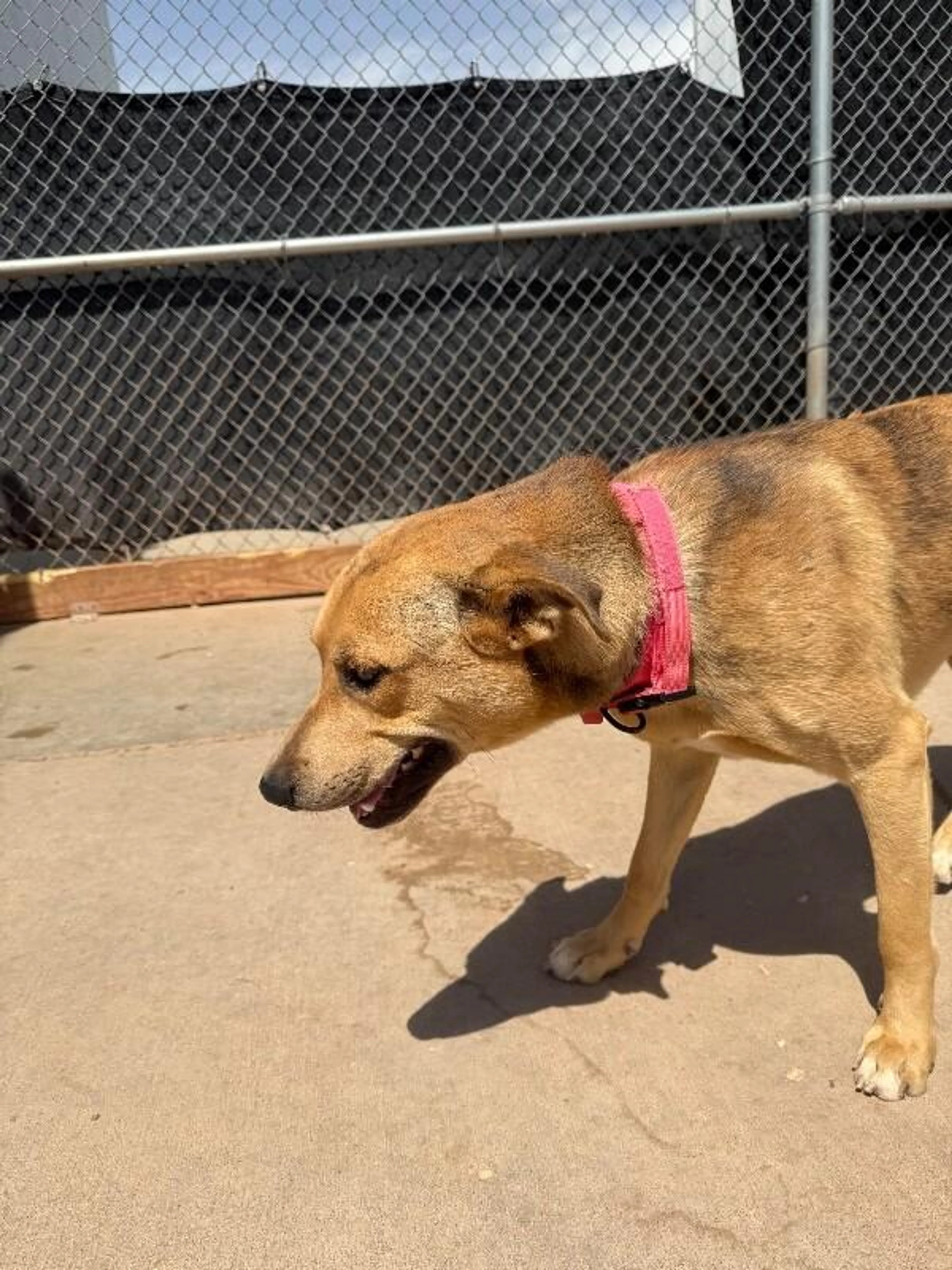 Found pet-1